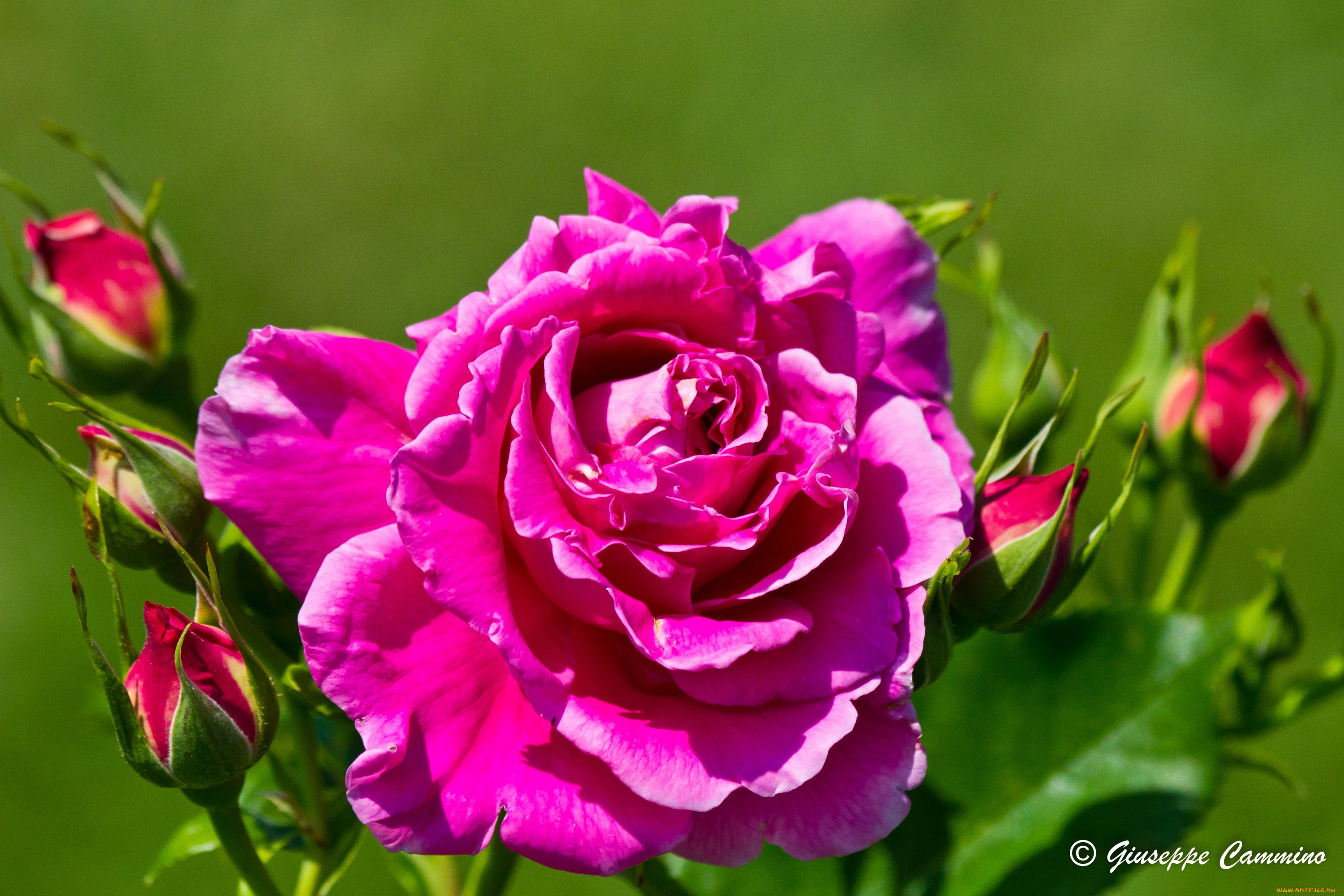 цветы, розы, бутоны, яркий, розовый