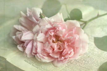 Картинка цветы розы бледно-розовый капли книга