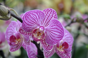 Картинка цветы орхидеи лепестки пестрый