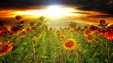 Картинка цветы подсолнухи тучи свет солнце поле