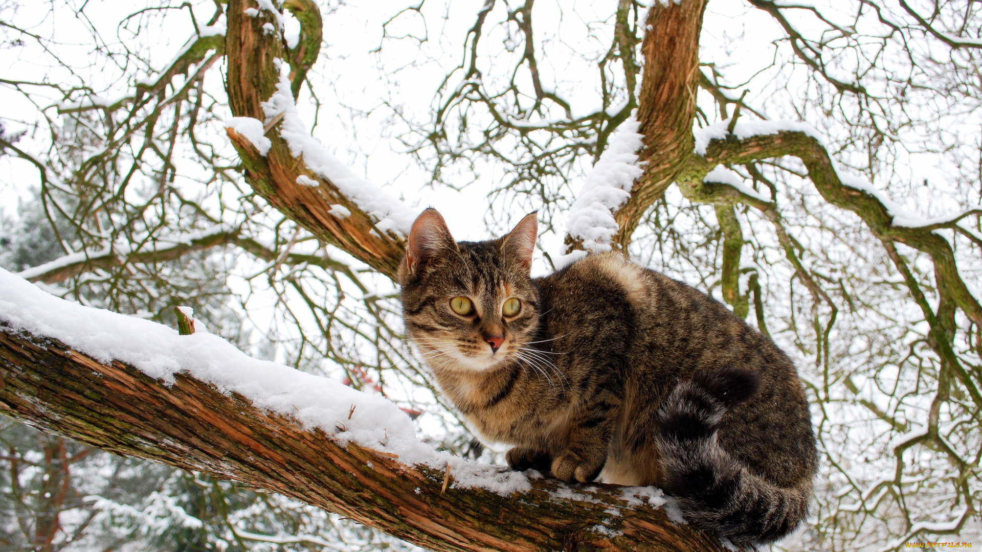 животные, коты, зима, дерево