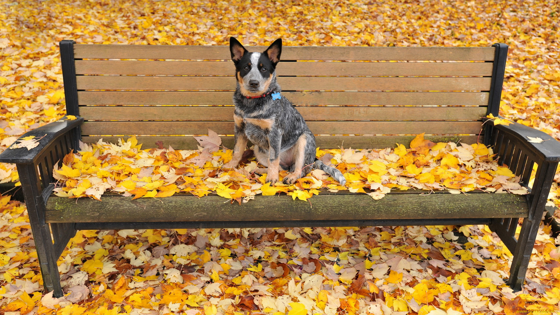животные, собаки, осень, скамья, листья