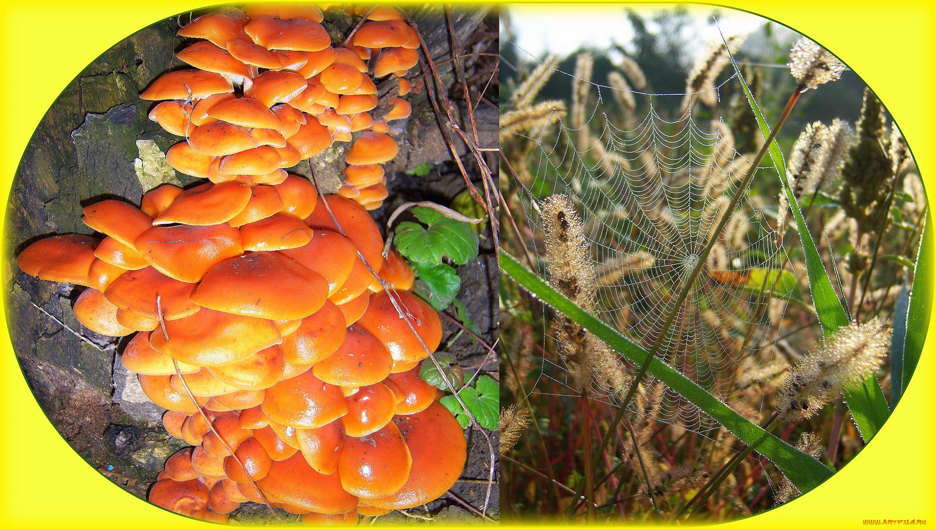 природа, другое, зимний, грибы