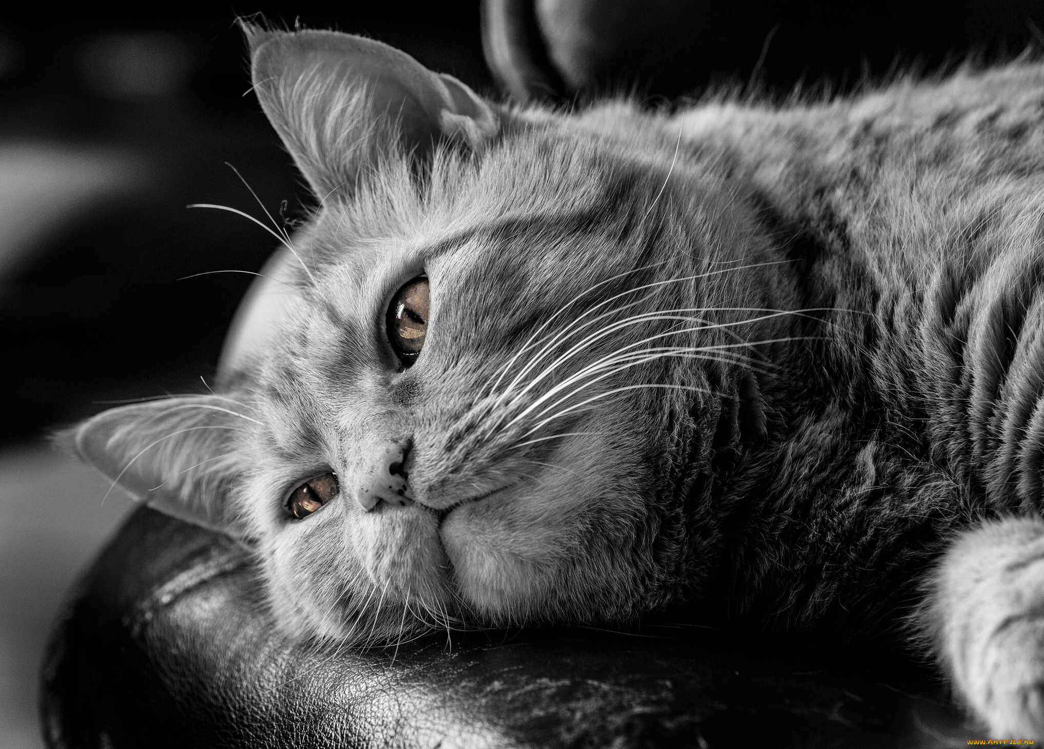 черно-белый кот мордочка усы без смс
