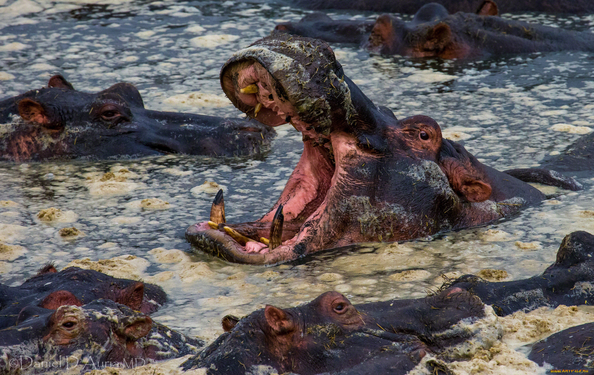 Bathing Hippopotamuses загрузить
