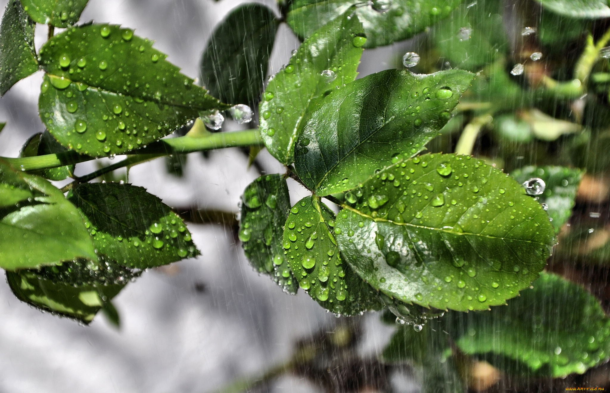 природа, листья, капли, дождь, макро