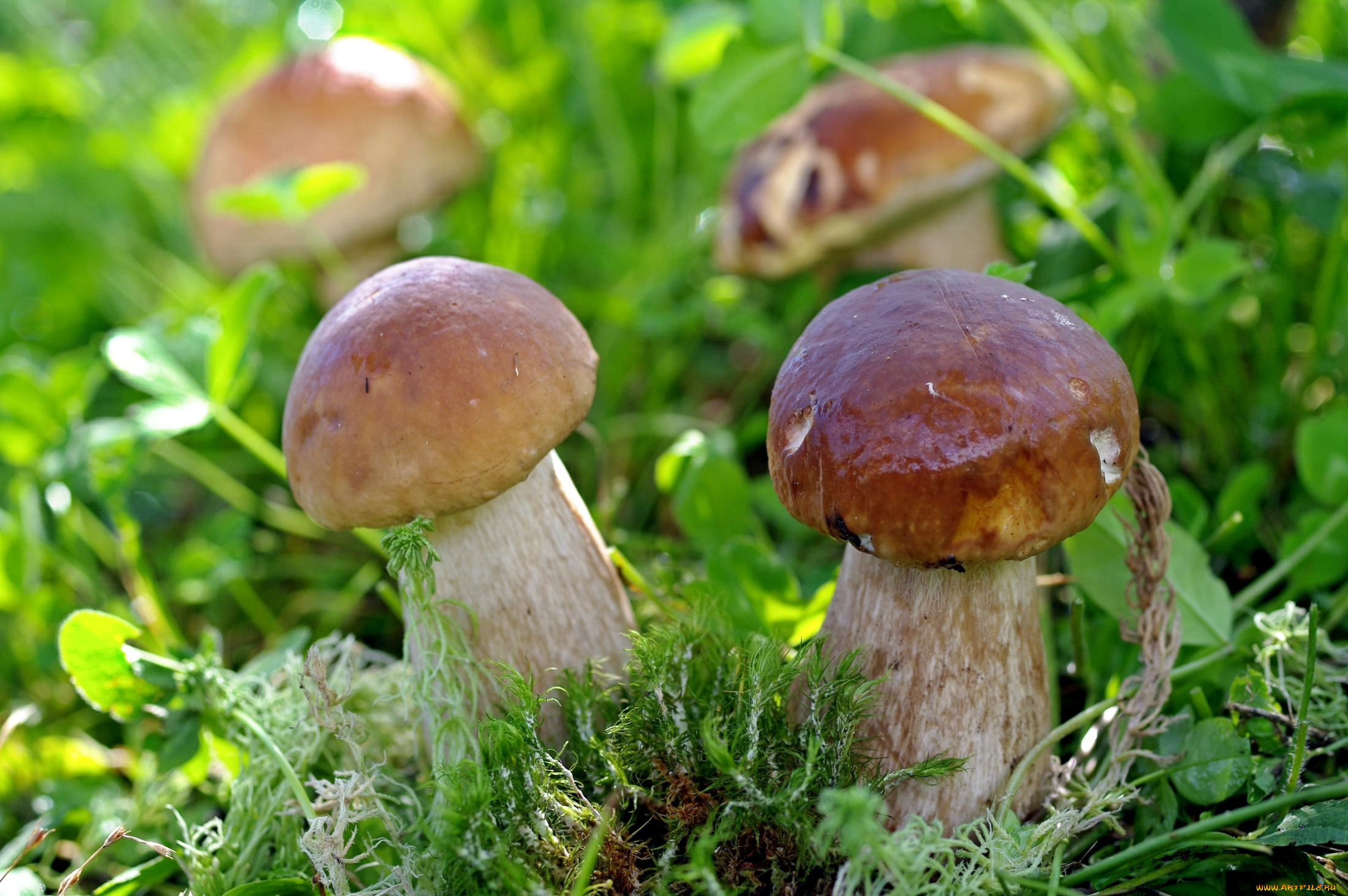природа, грибы, крепыши