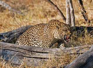 Картинка животные леопарды оскал леопард клыки пасть ярость злость