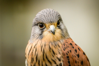 Картинка животные птицы хищники взгляд клюв голова ястреб глаза