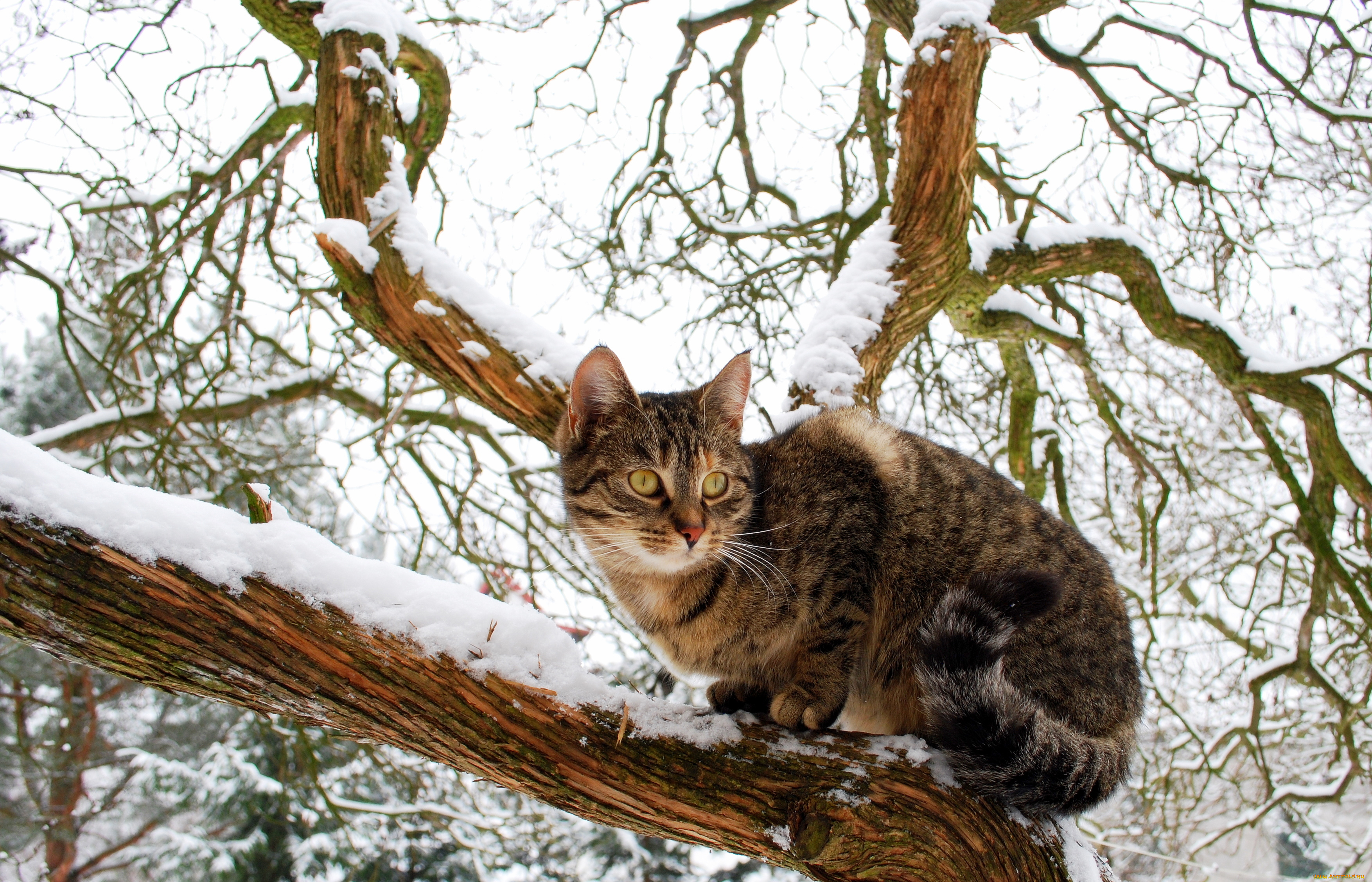 животные, коты, зима, дерево