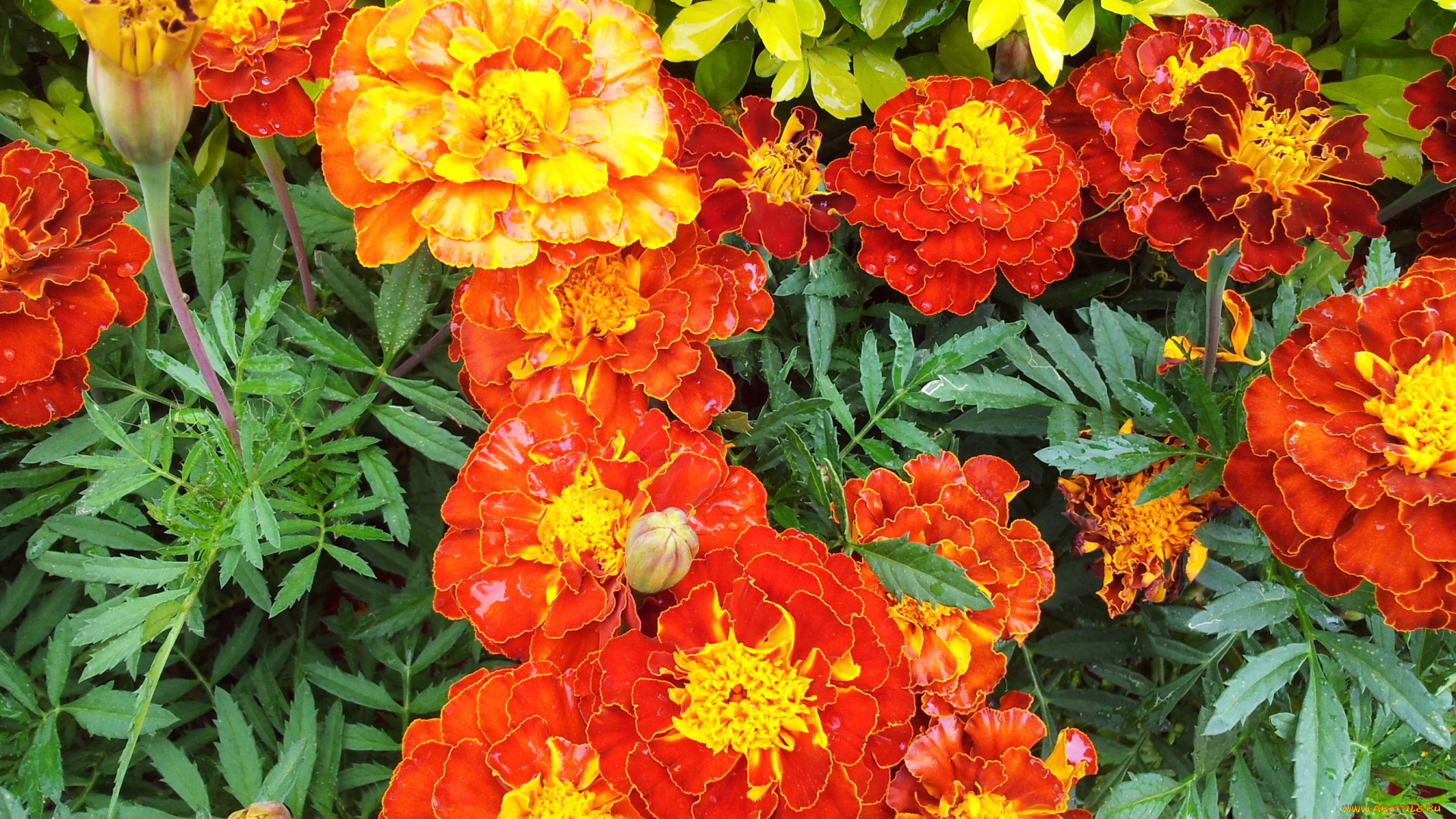 цветы, бархатцы, marigolds, много