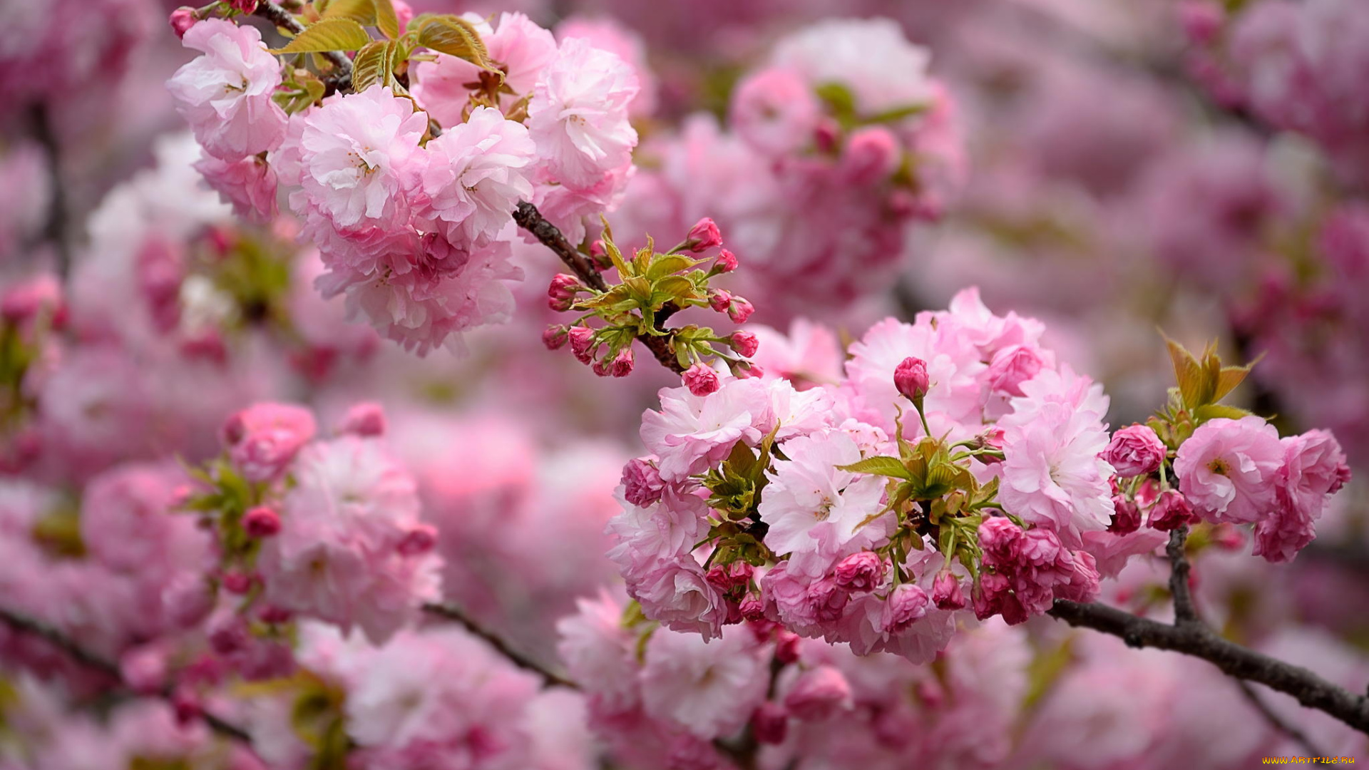 цветы, сакура, , вишня, цветение, весна, природа, розовый, ветка, красота