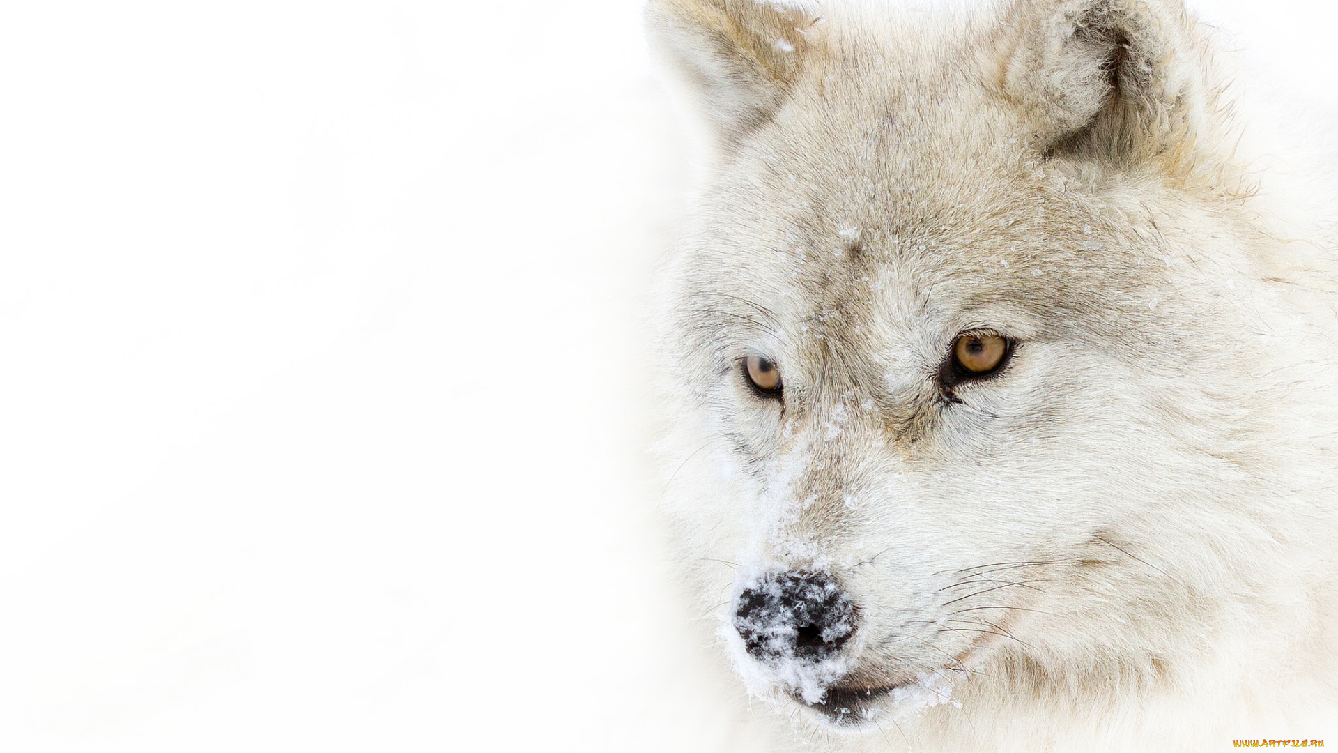 животные, волки, , койоты, , шакалы, снег, взгляд, полярный, волк, arctic, wolf, хищник
