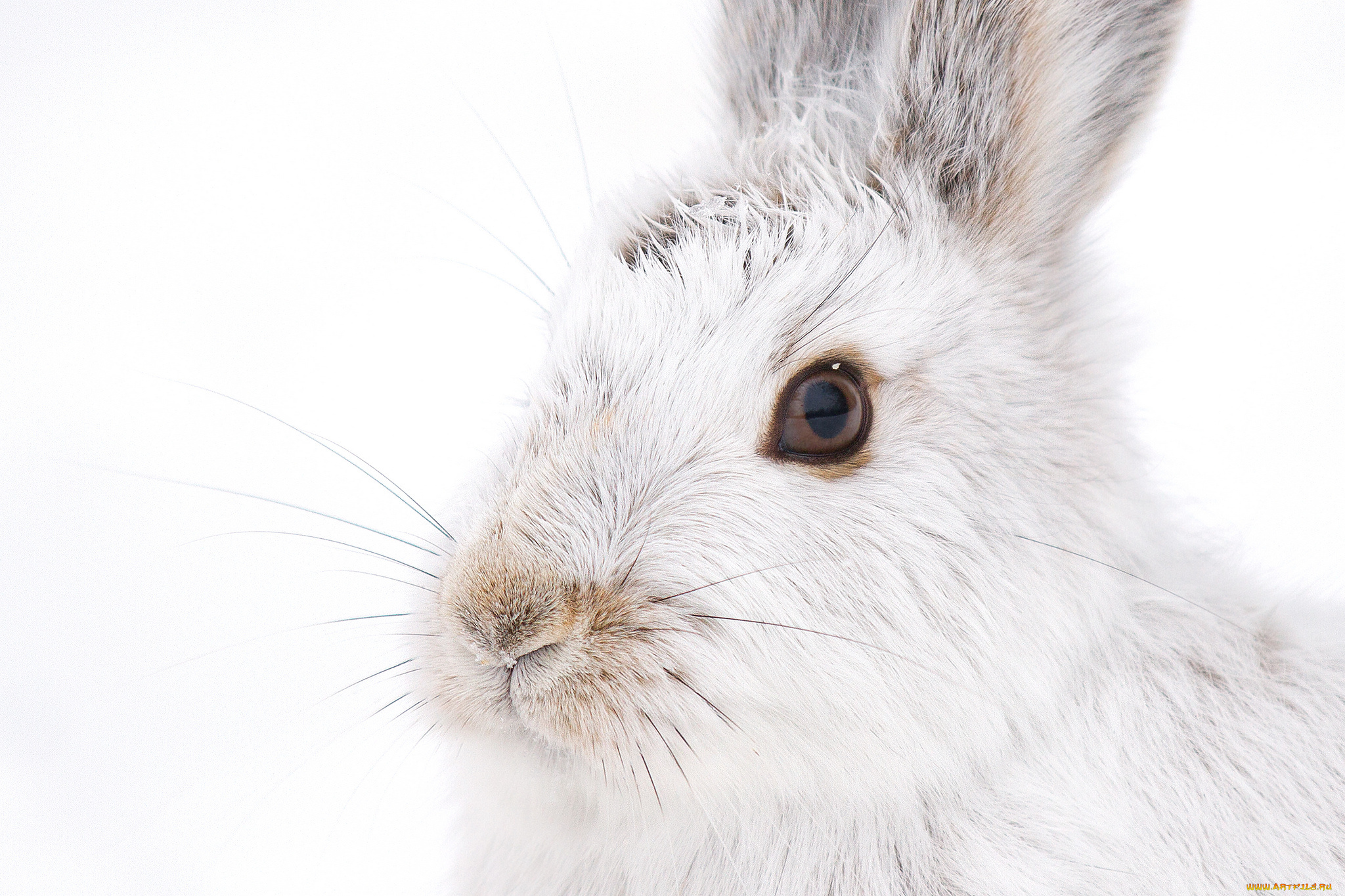 животные, кролики, , зайцы, взгляд, усы, белый, мордочка, кролик