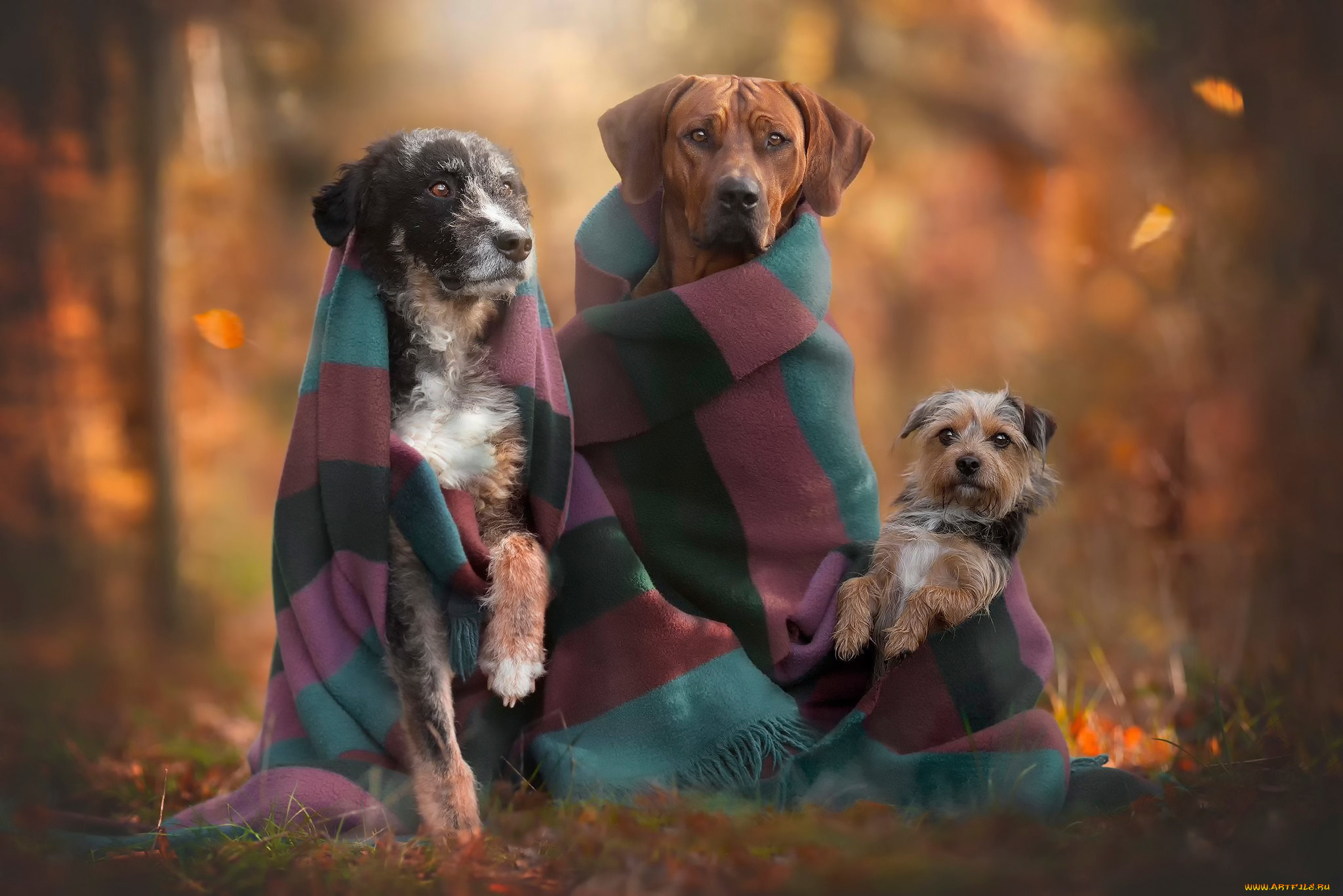 Трио собак. Собака в шарфе. Собака на природе. Три собаки. Счастливые животные.