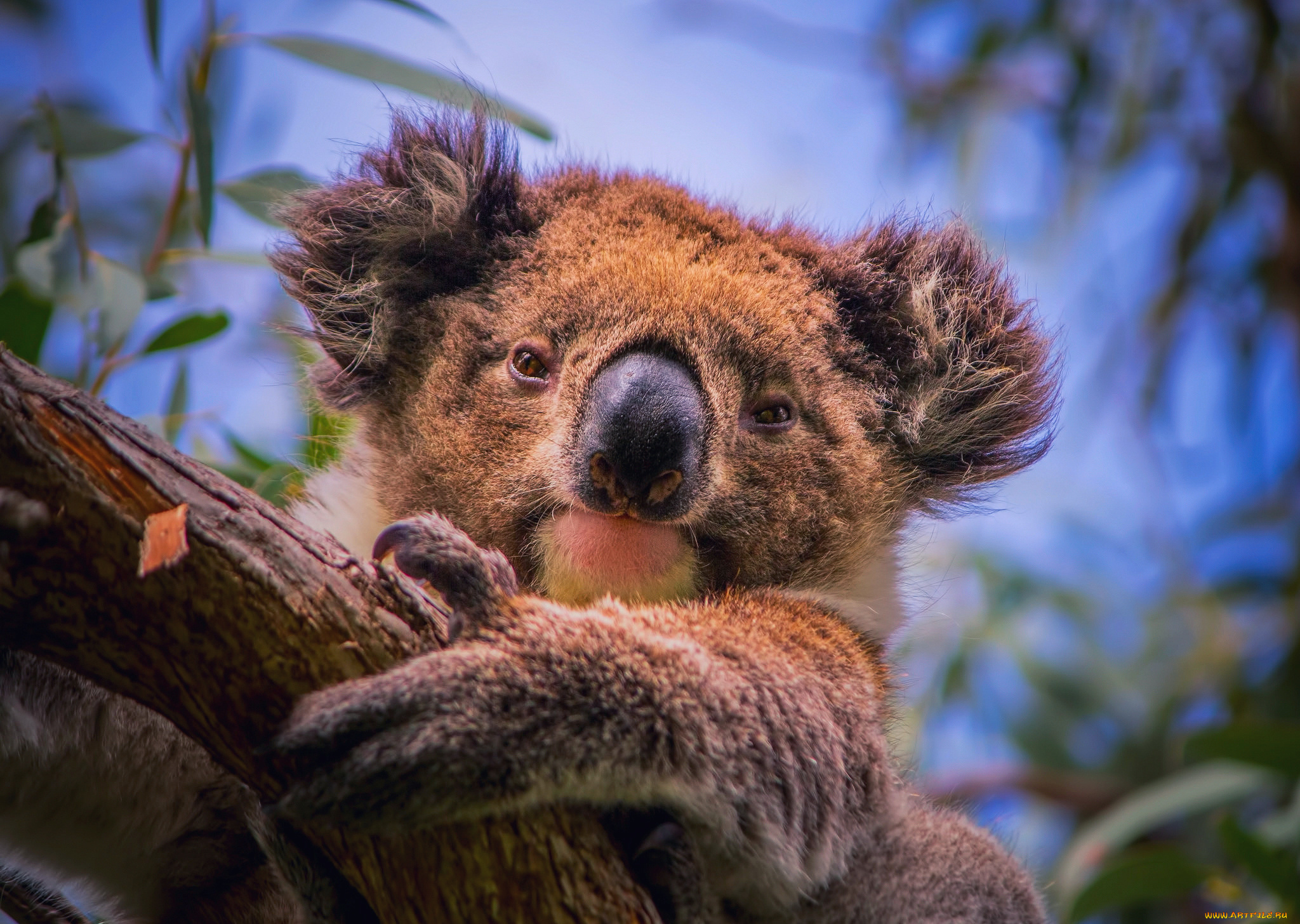 животные, коалы, южная, австралия, ветки, эвкалипт, дерево, портрет, травоядное, сумчатое, phascolarctos, cinereus, коала