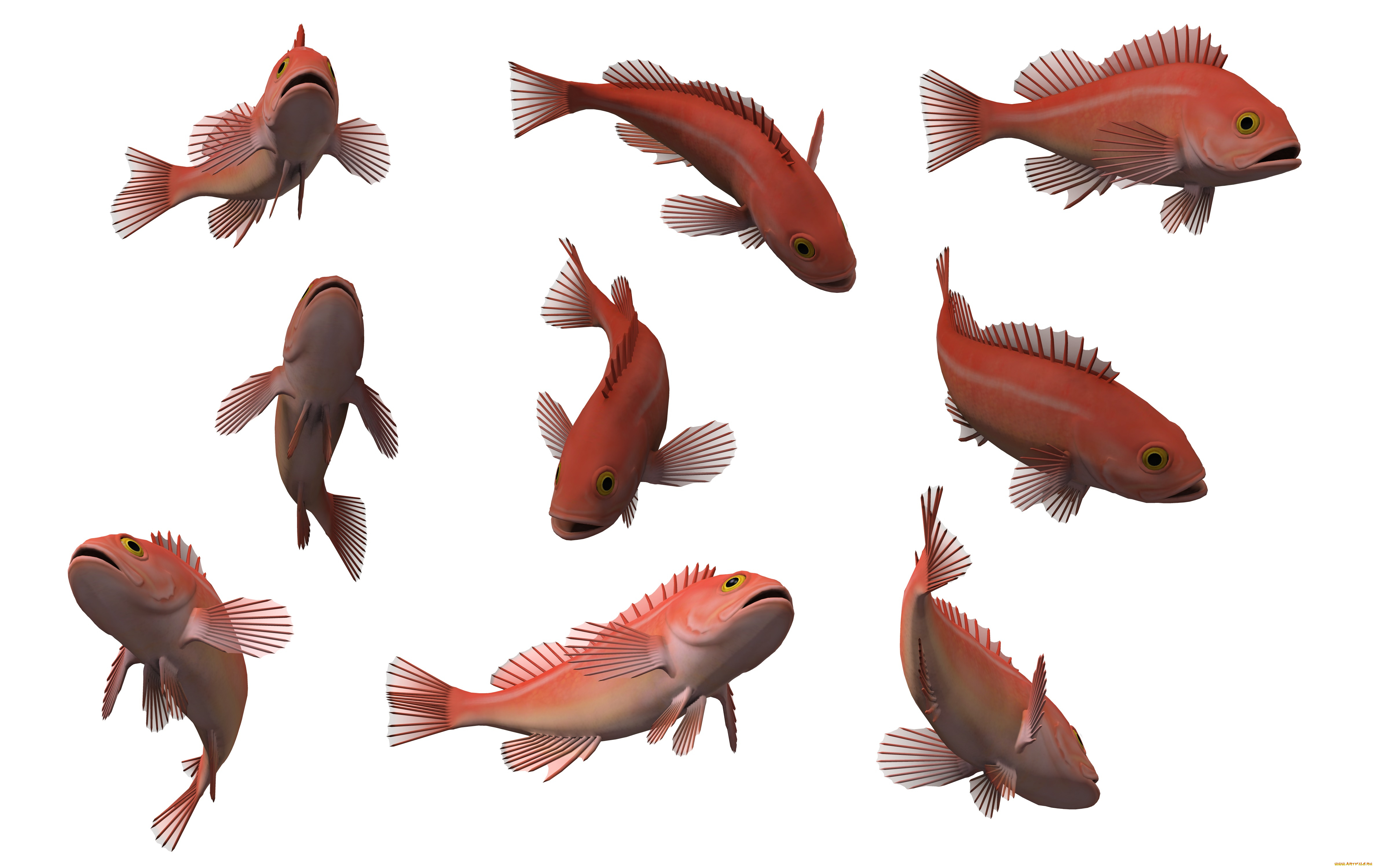 Рыба референс. Рыба с разных ракурсов. Рыба вид сверху. Рыбки сверху. Рыбка разные ракурсы.
