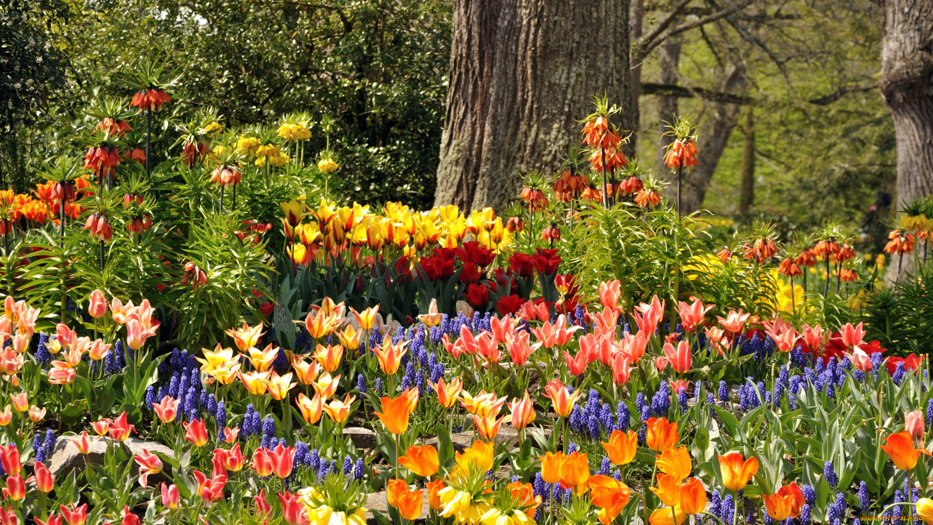 цветы, разные, вместе, деревья, парк, mainau, тюльпаны, германия, гиацинты, разноцветные