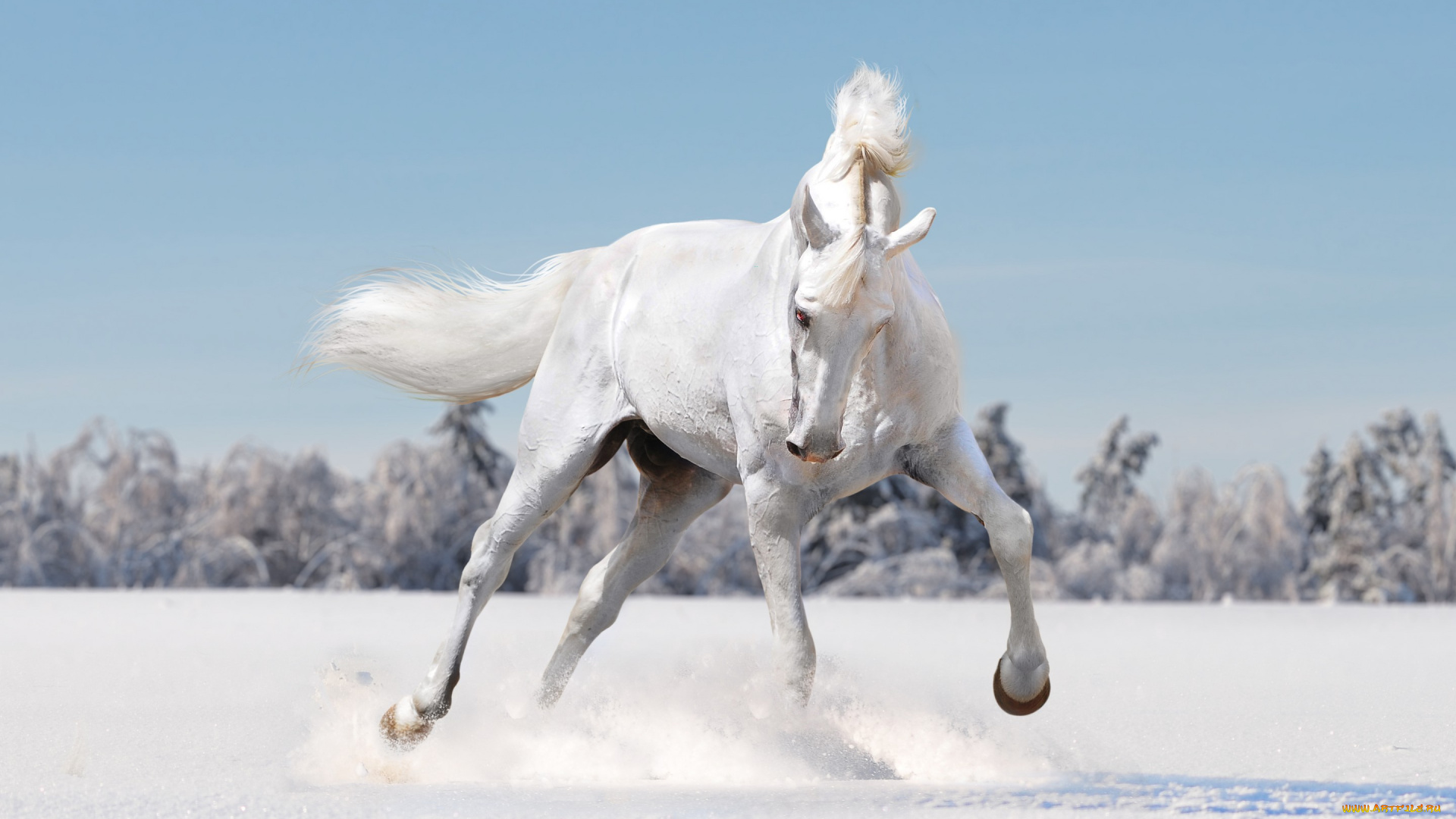 животные, лошади, характер, поле, снег, зима, белый, лошадь, конь