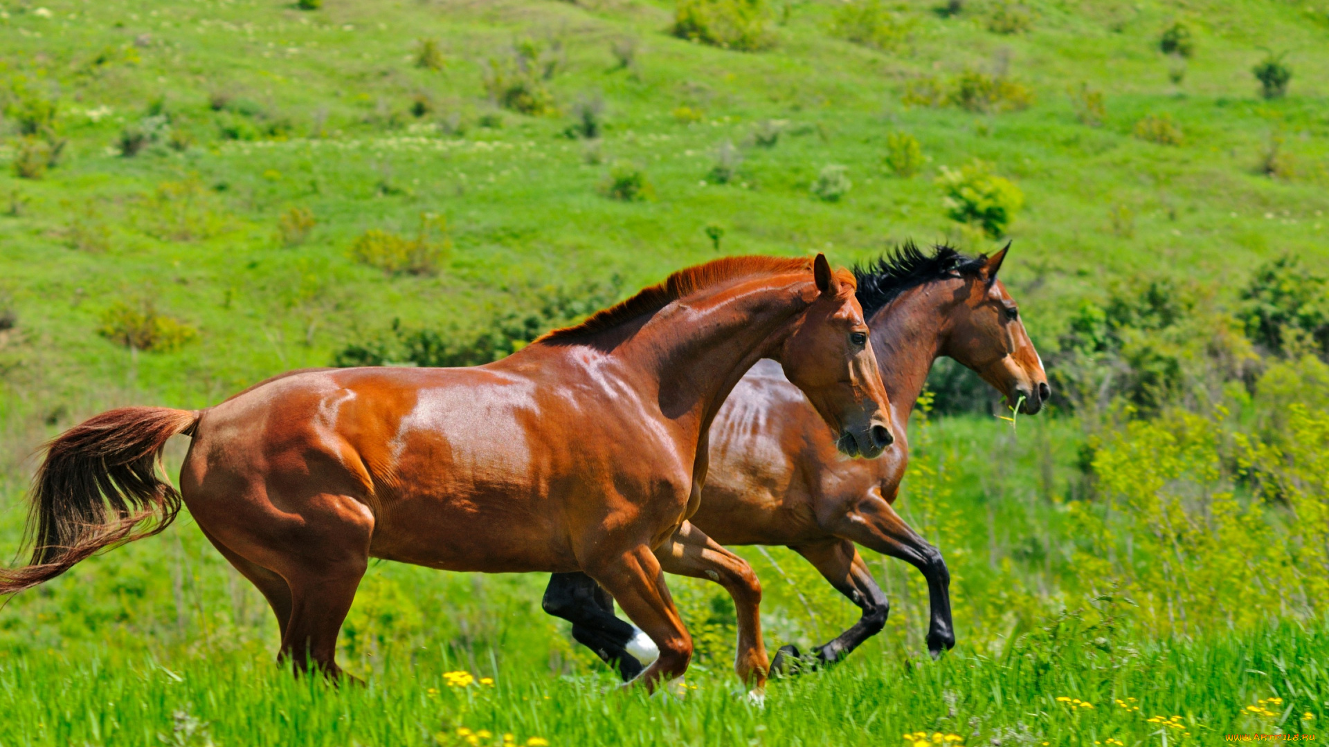 животные, лошади, коричневые, пара, двое, два, зелень, кони, трава, поле, скачут, ярко