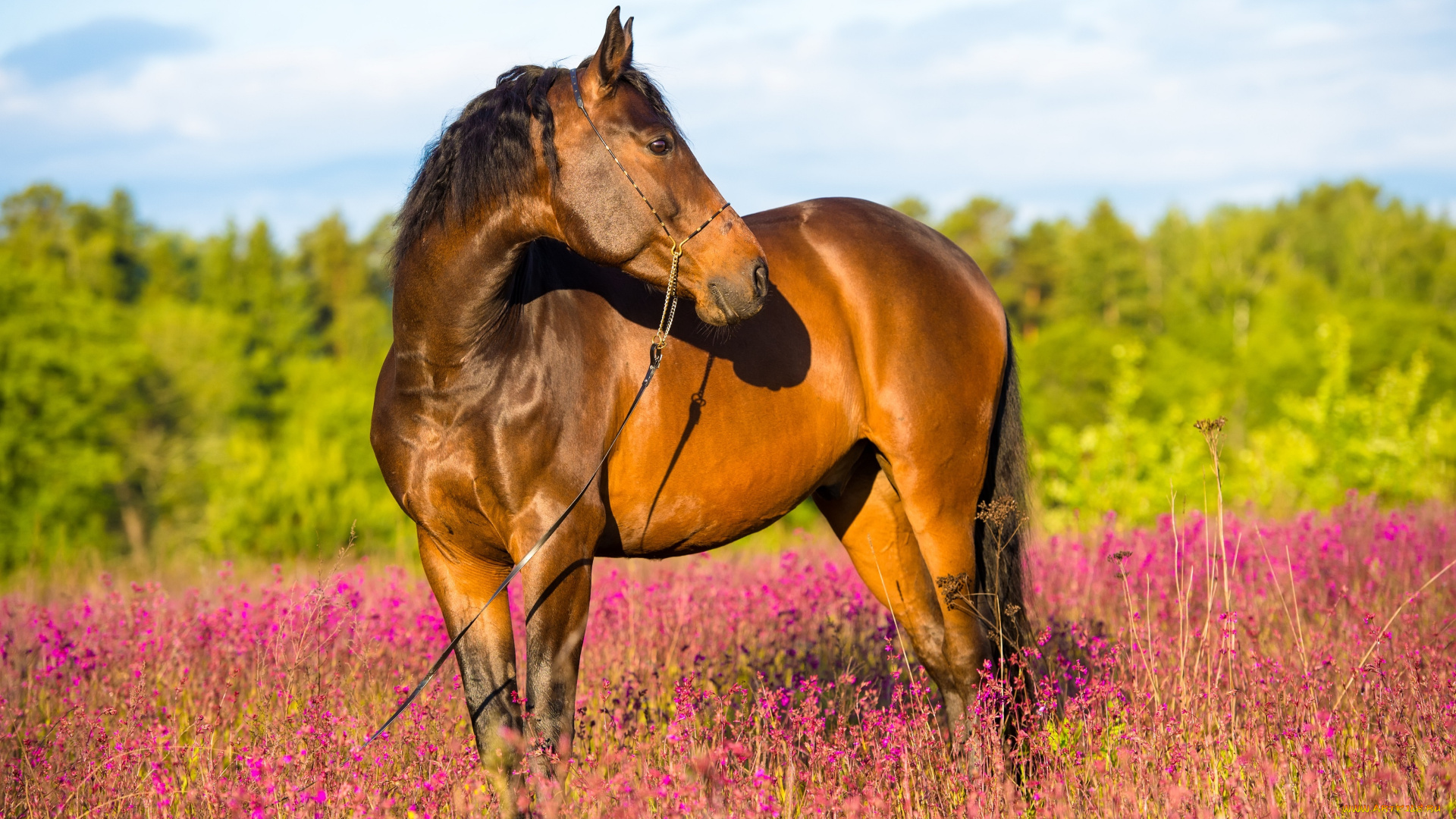 животные, лошади, лето, коричневый, конь, лес, цветы, лошадь, поле, красочно, солнечно