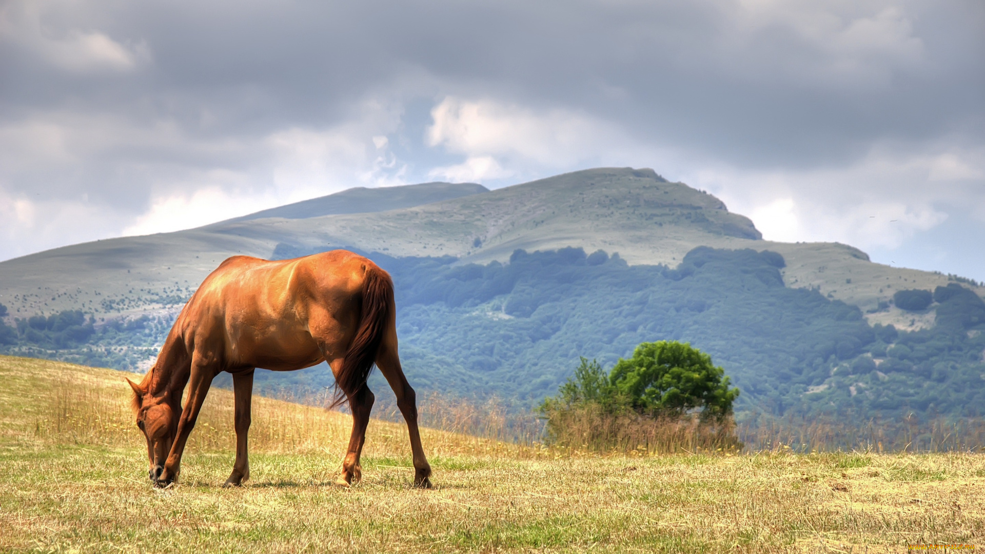 животные, лошади, лето, трава, облака, коричневый, горы, поле, небо, пасется, лошадь, конь