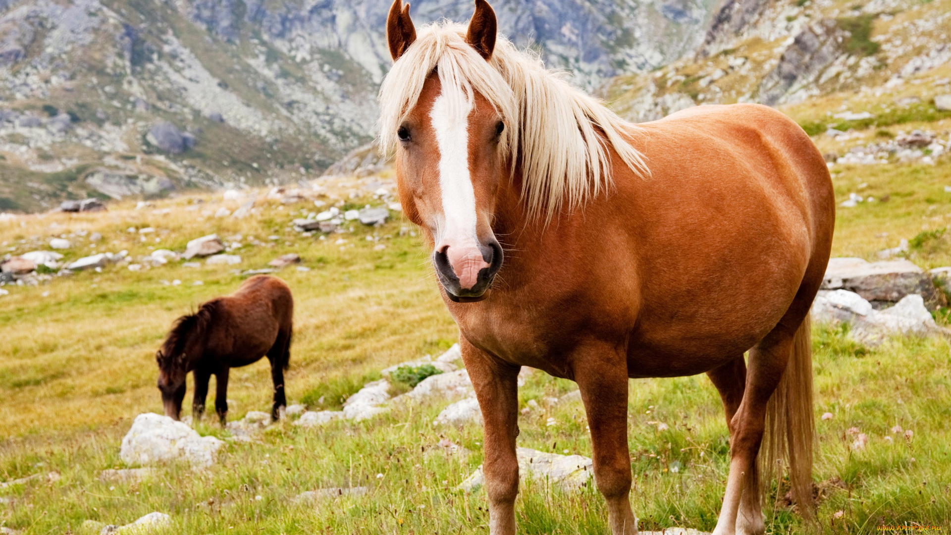 животные, лошади, пасутся, кони, трава, камни, горы