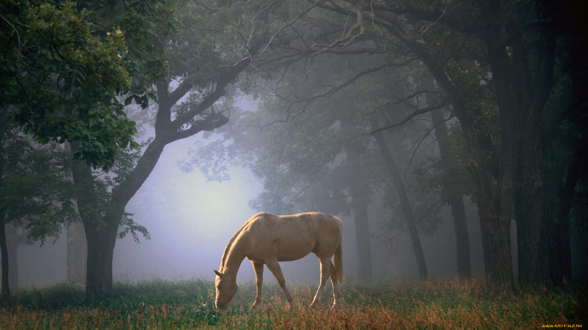 животные, лошади, утро, туман, трава, лошадь, поляна, красота, деревья, лес, конь