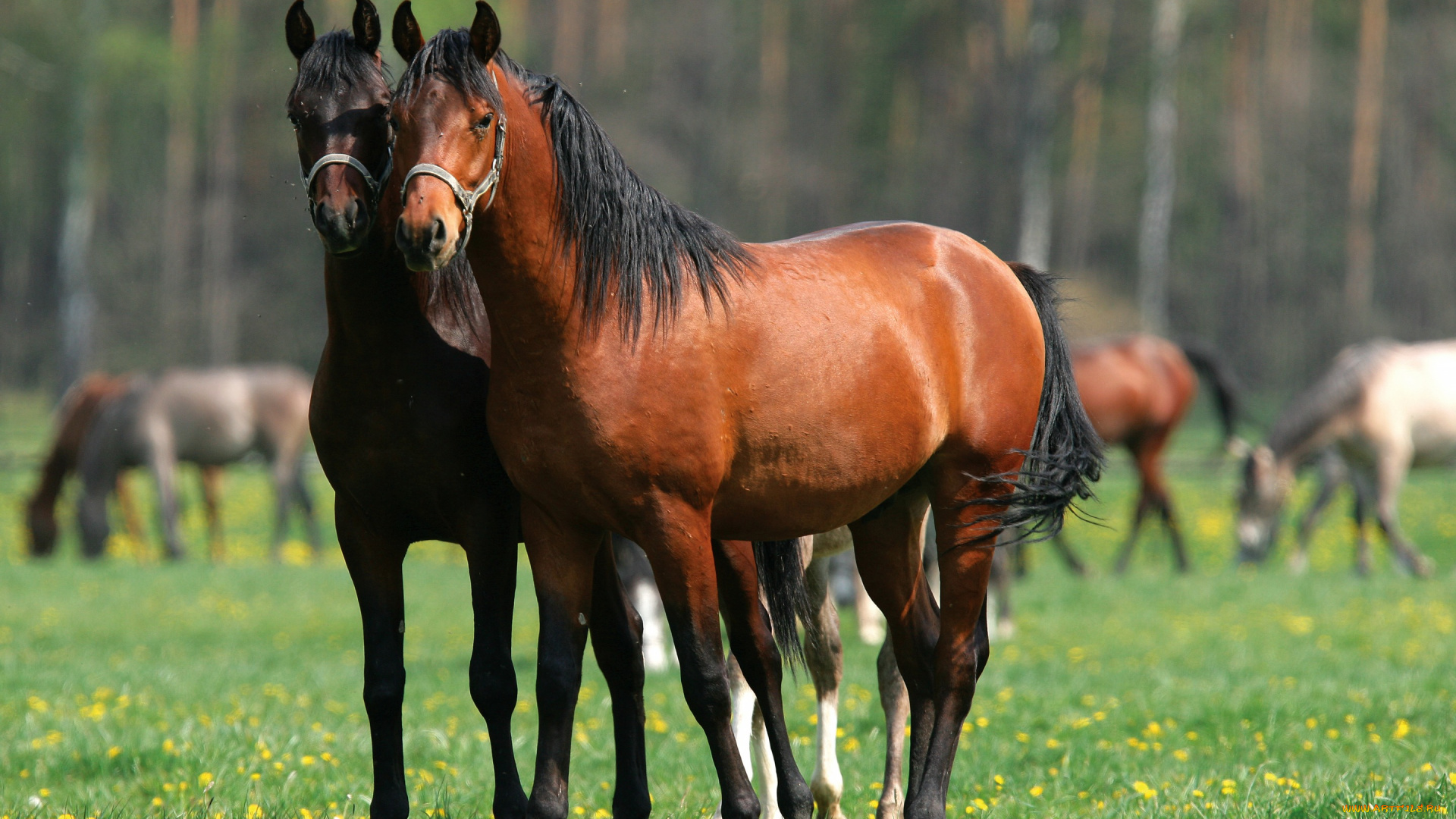 животные, лошади, зелень, лес, двое, кони, поле, гуляют, коричневые, лето, пара, два