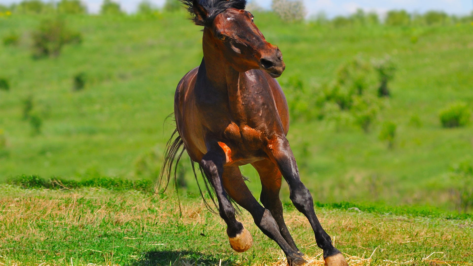животные, лошади, зеленый, коричневый, красочно, зелень, трава, поле, несется, конь, лошадь