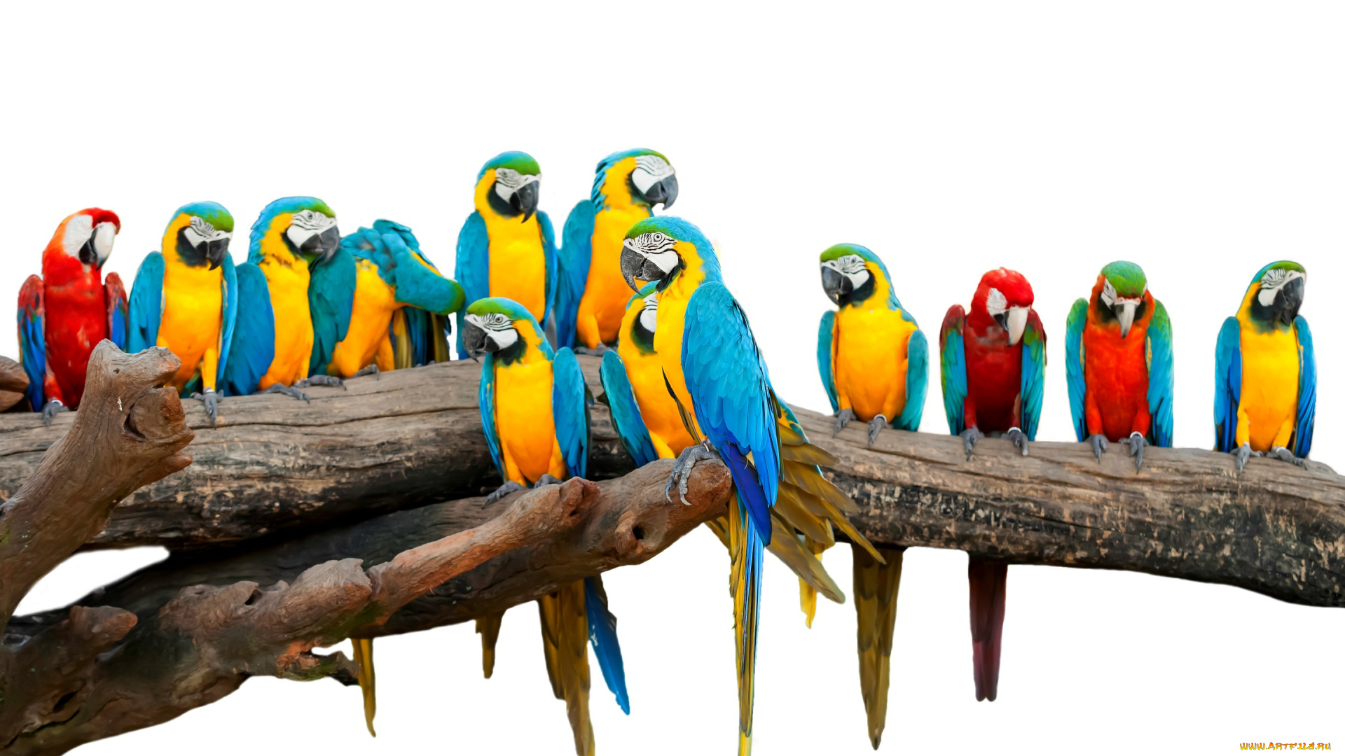 животные, попугаи, птицы, белый, фон, разноцветные