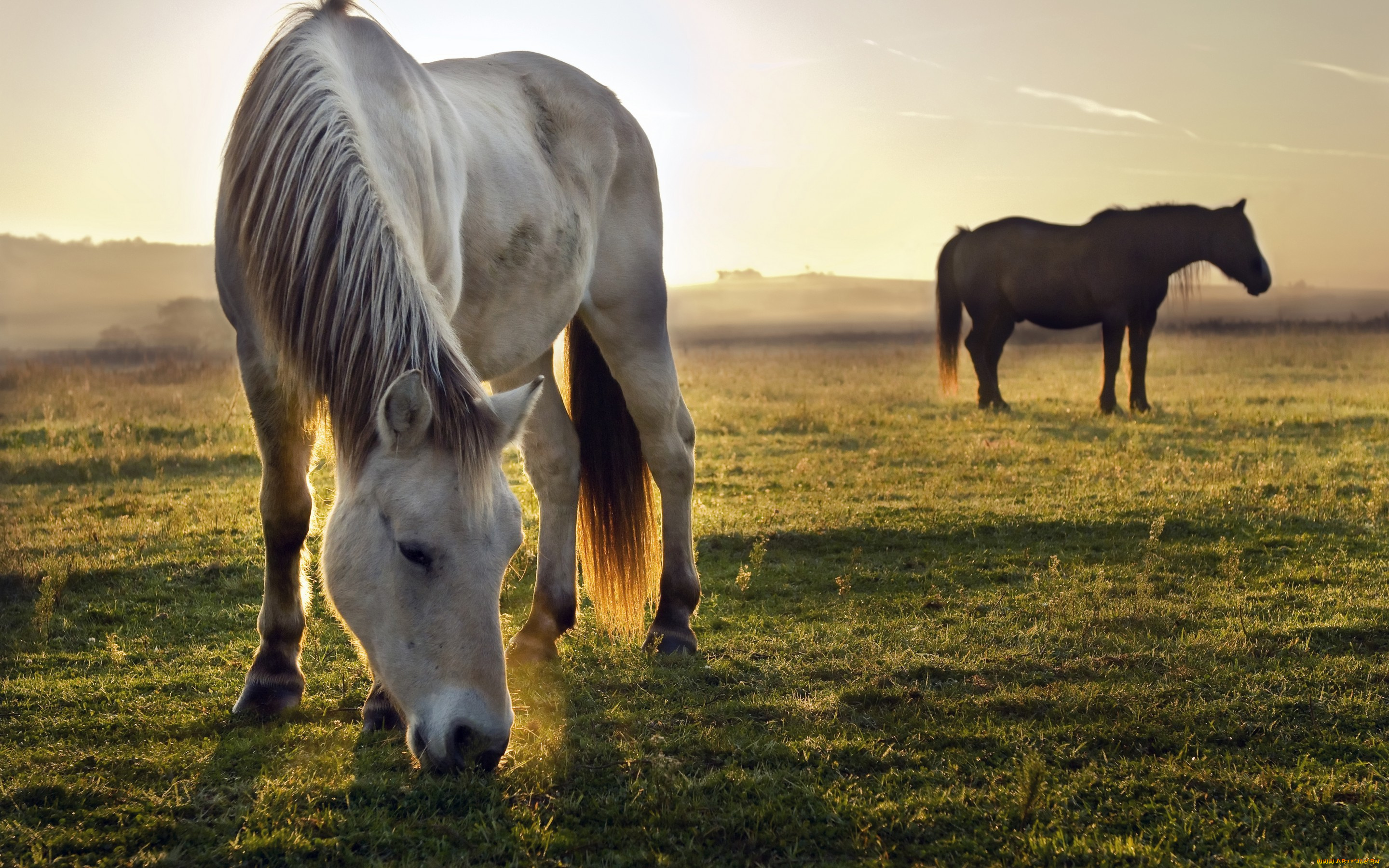 животные, лошади, кони, вечер, поле, пасутся, солнечно, трава, закат