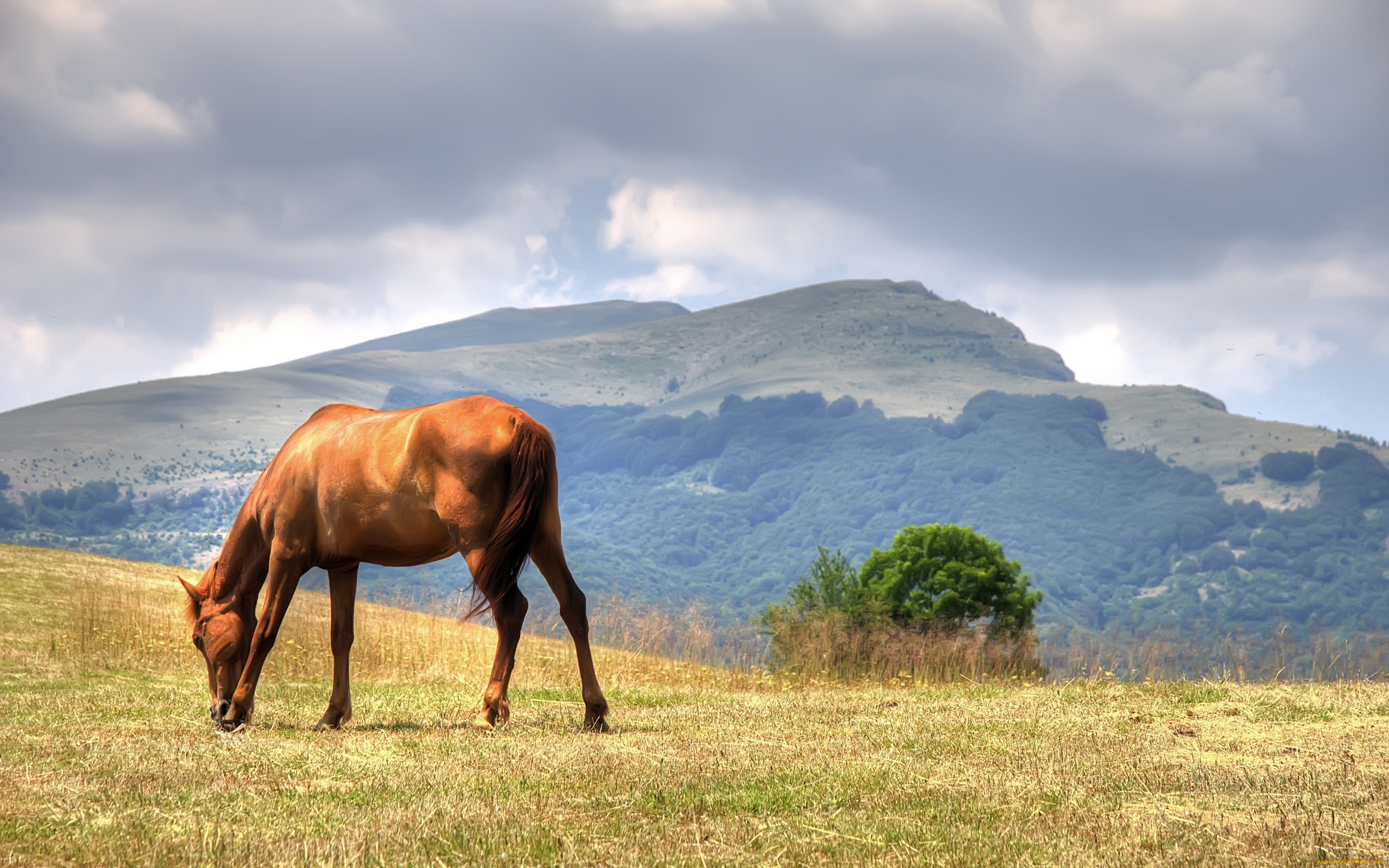 животные, лошади, лето, трава, облака, коричневый, горы, поле, небо, пасется, лошадь, конь