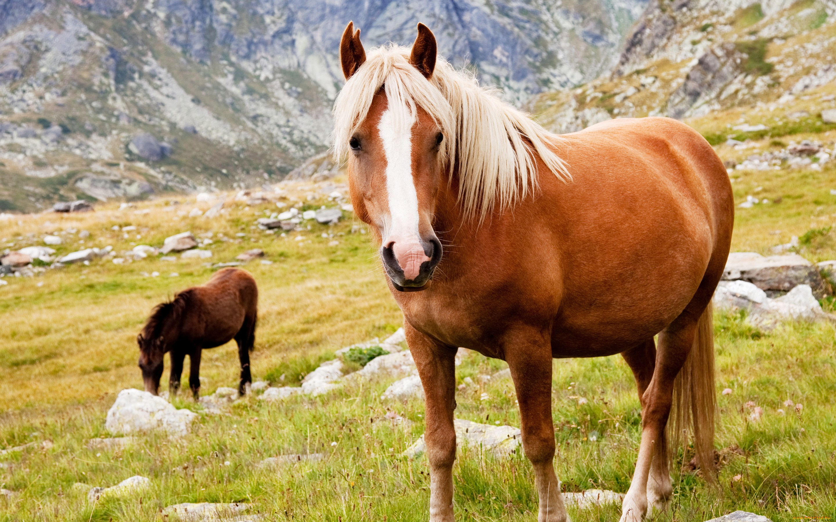 животные, лошади, пасутся, кони, трава, камни, горы
