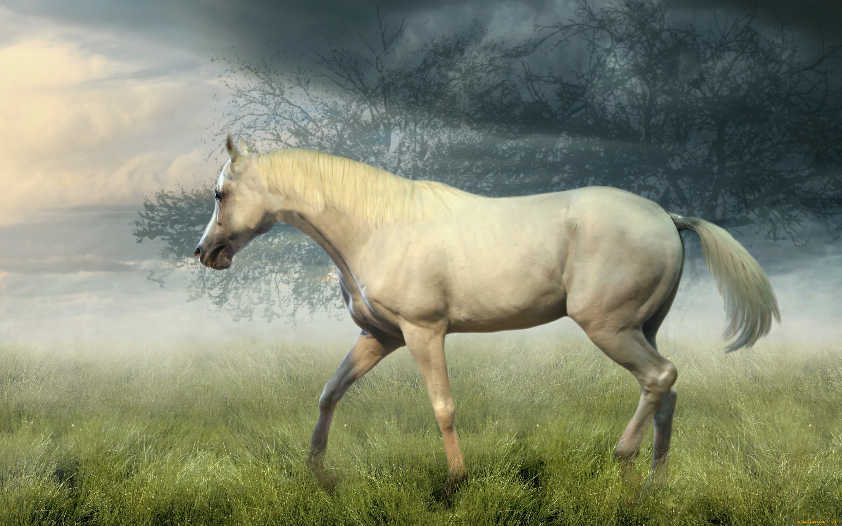 животные, лошади, поле, конь, лошадь, трава, туман, деревья, утро, белая, рендеринг