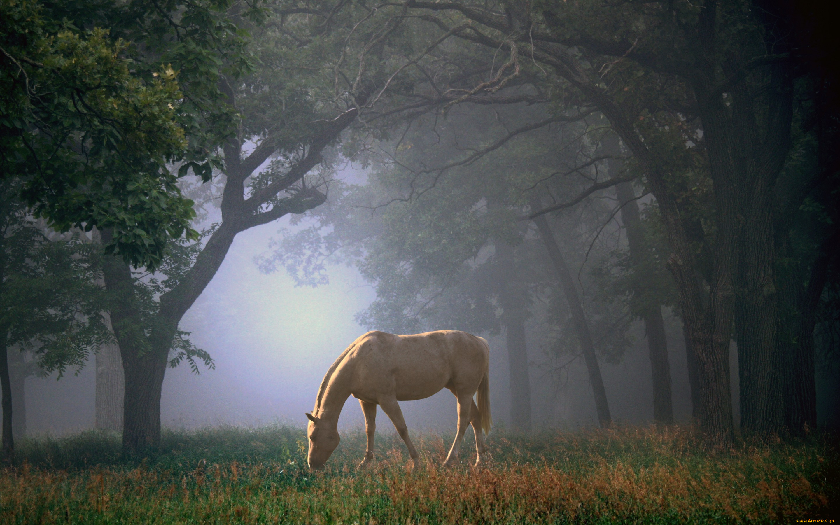 животные, лошади, утро, туман, трава, лошадь, поляна, красота, деревья, лес, конь