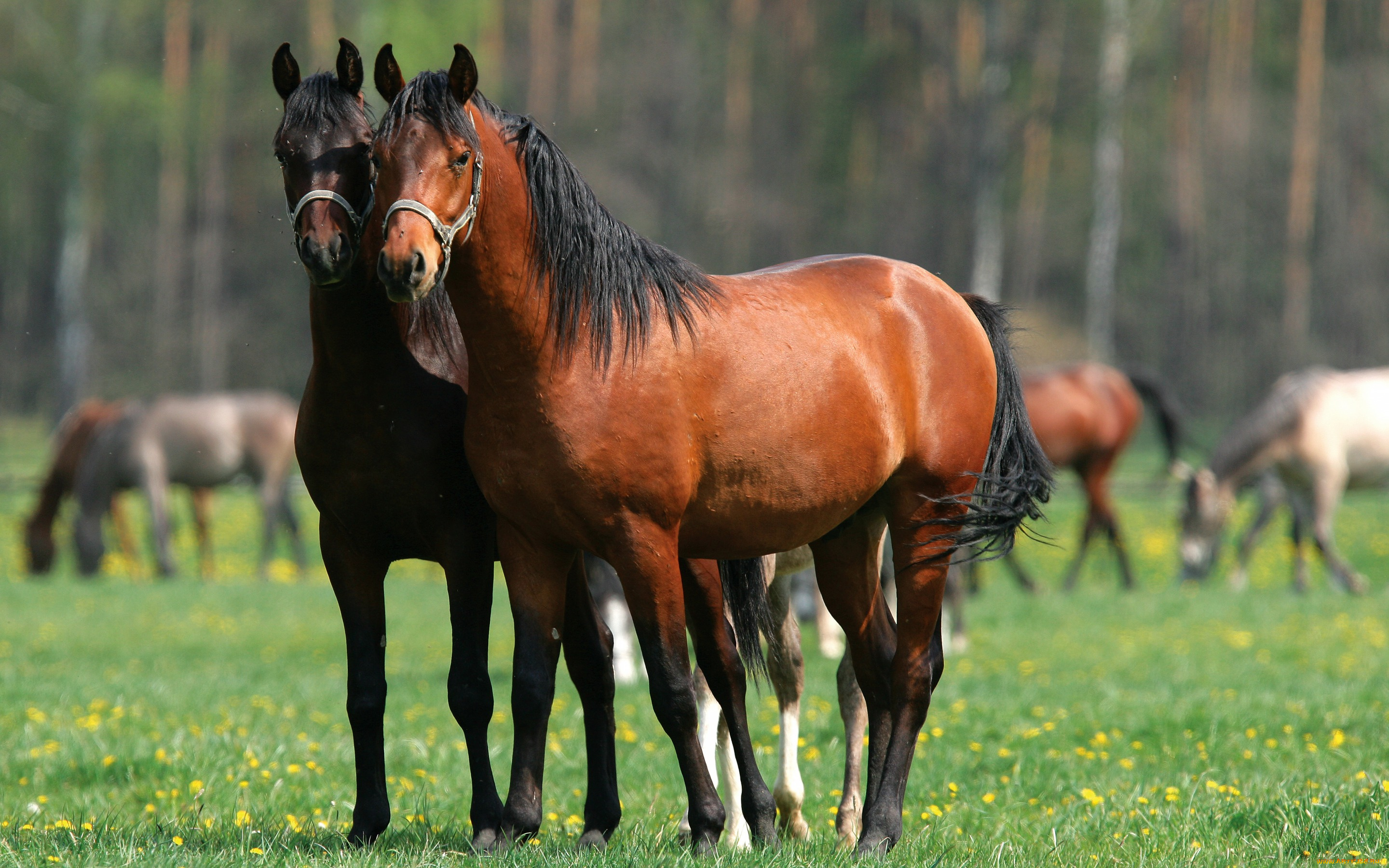 животные, лошади, зелень, лес, двое, кони, поле, гуляют, коричневые, лето, пара, два