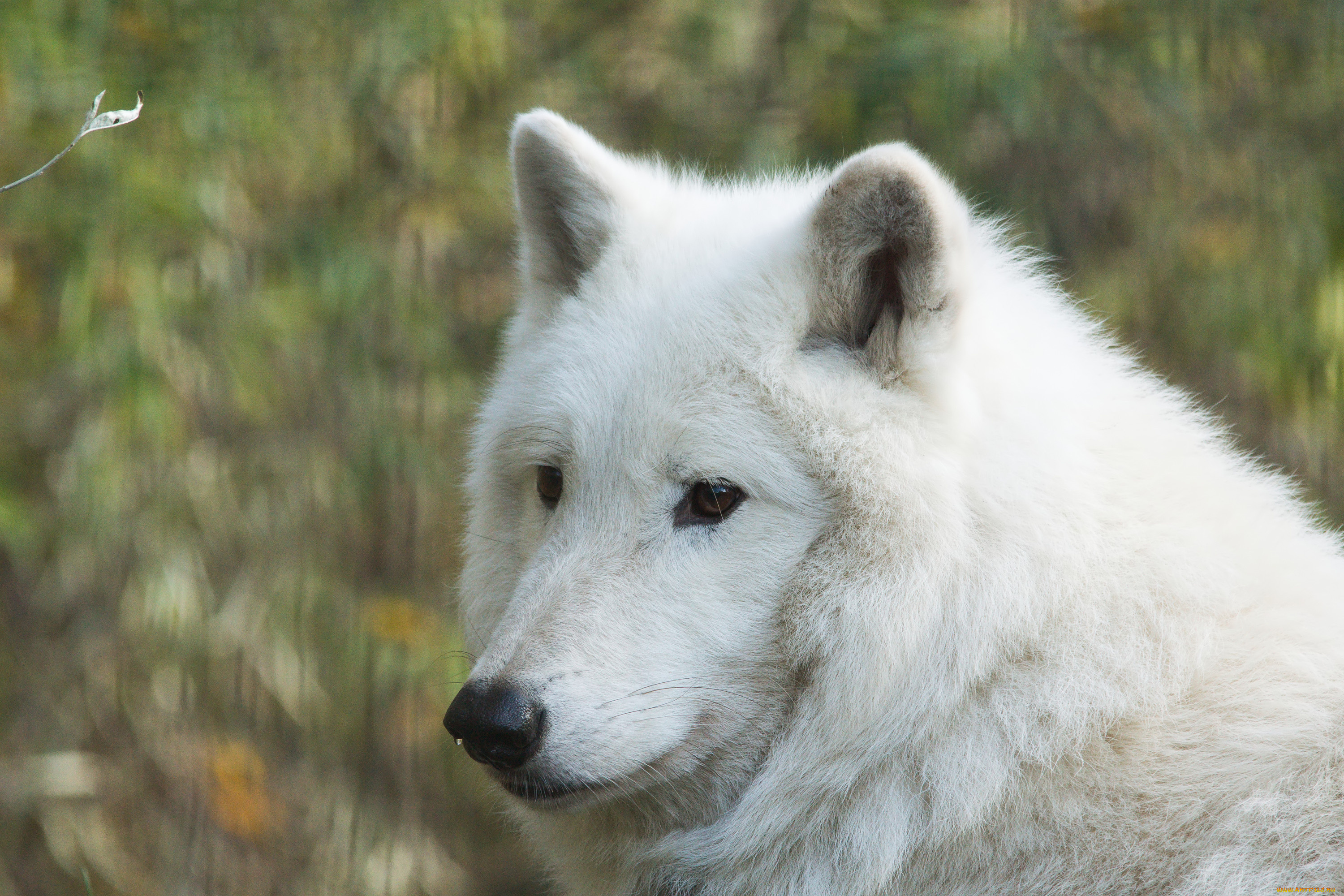 White wolf. Вольф Хадсон. Полярный волк. Гудзонский волк. Белый волк.