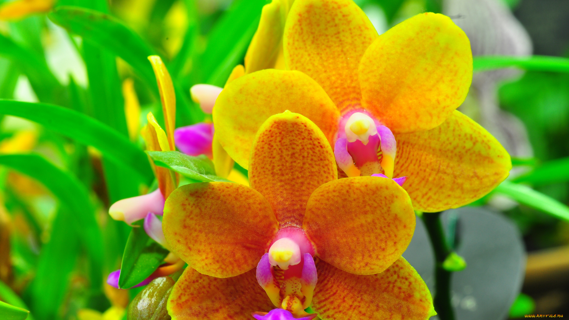 цветы, орхидеи, макро, растение, орхидея, листья, природа, лепестки