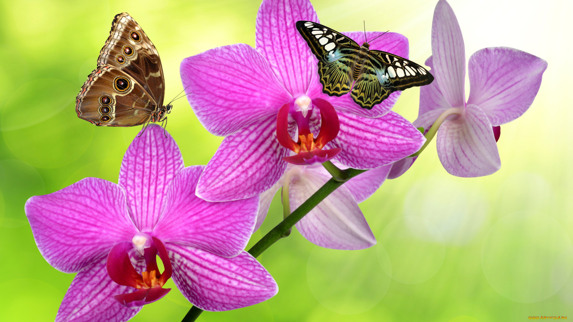 животные, бабочки, , мотыльки, , моли, зелень, стебель, фон, блики, бабачки, орхидеи, цветки