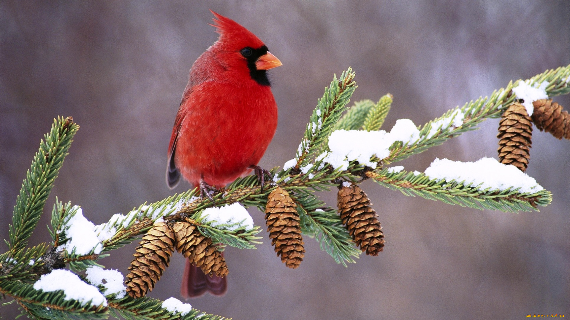 животные, кардиналы, снег, зима, ветка, красный, кардинал, птица, шишки