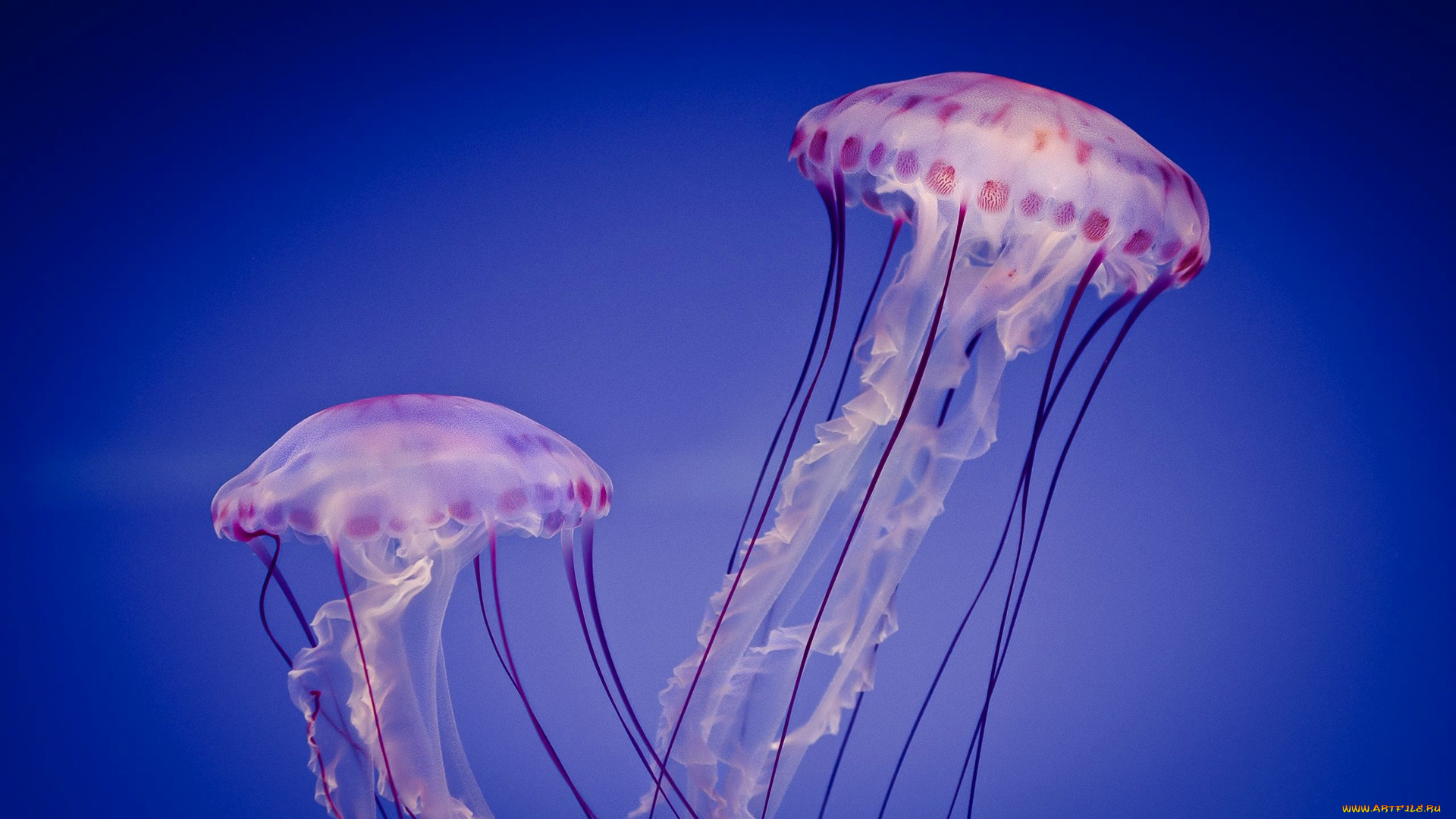 животные, медузы, щупальцы, море, купол, медуза