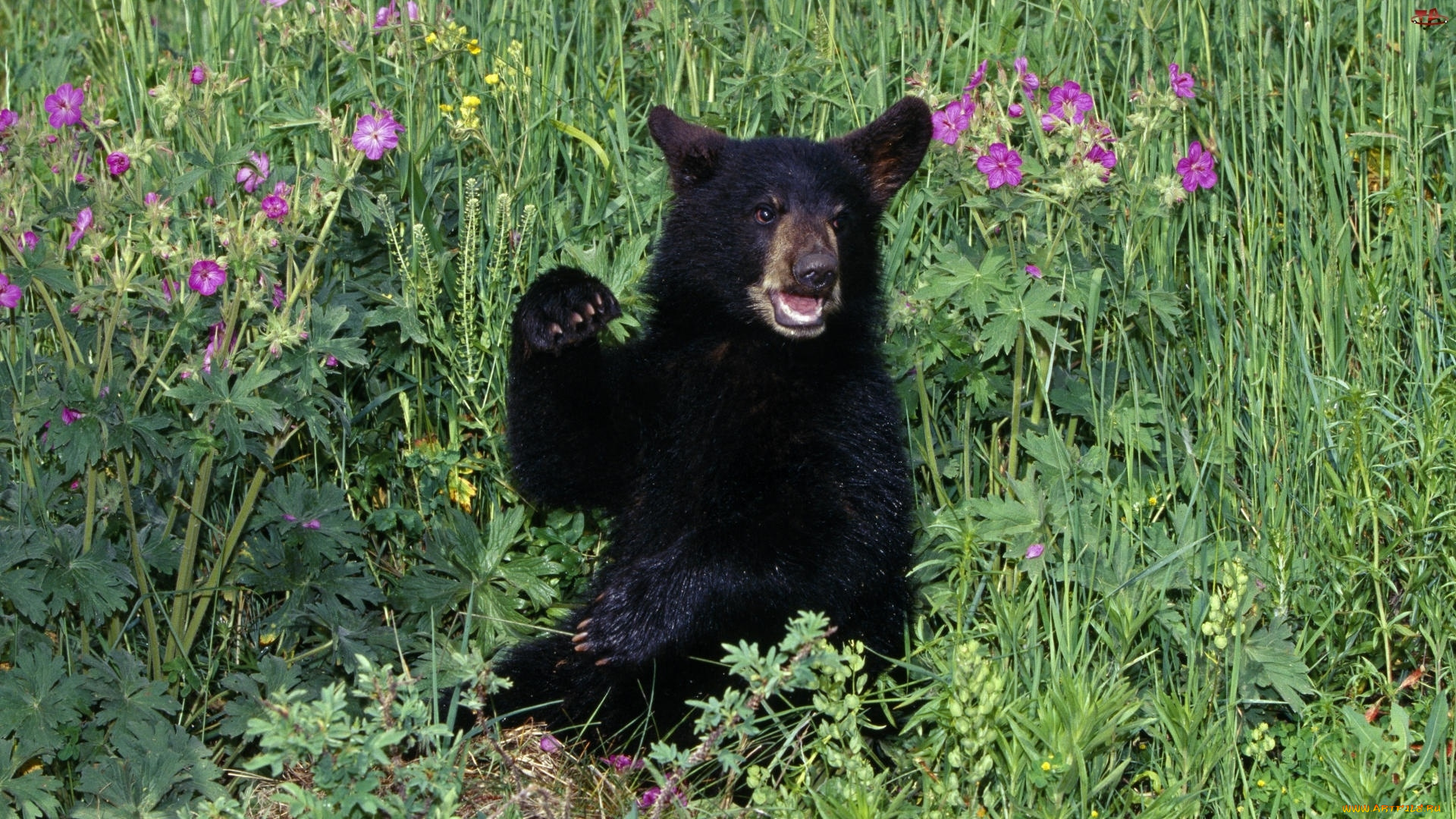 животные, медведи, луг, черный, медвежонок, трава, цветы