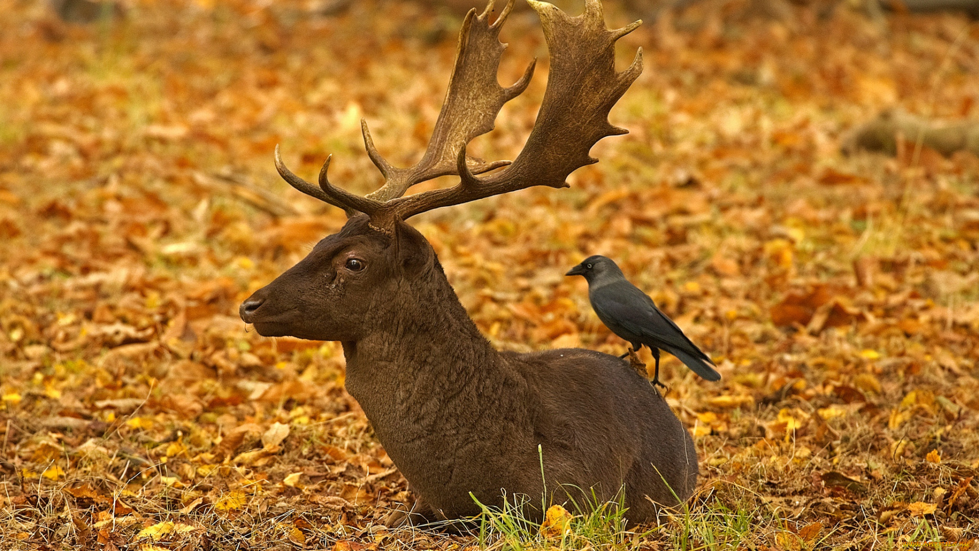 животные, разные, вместе, рога, осень, ричмонд-парк, англия, лондон, олень, листья, птица