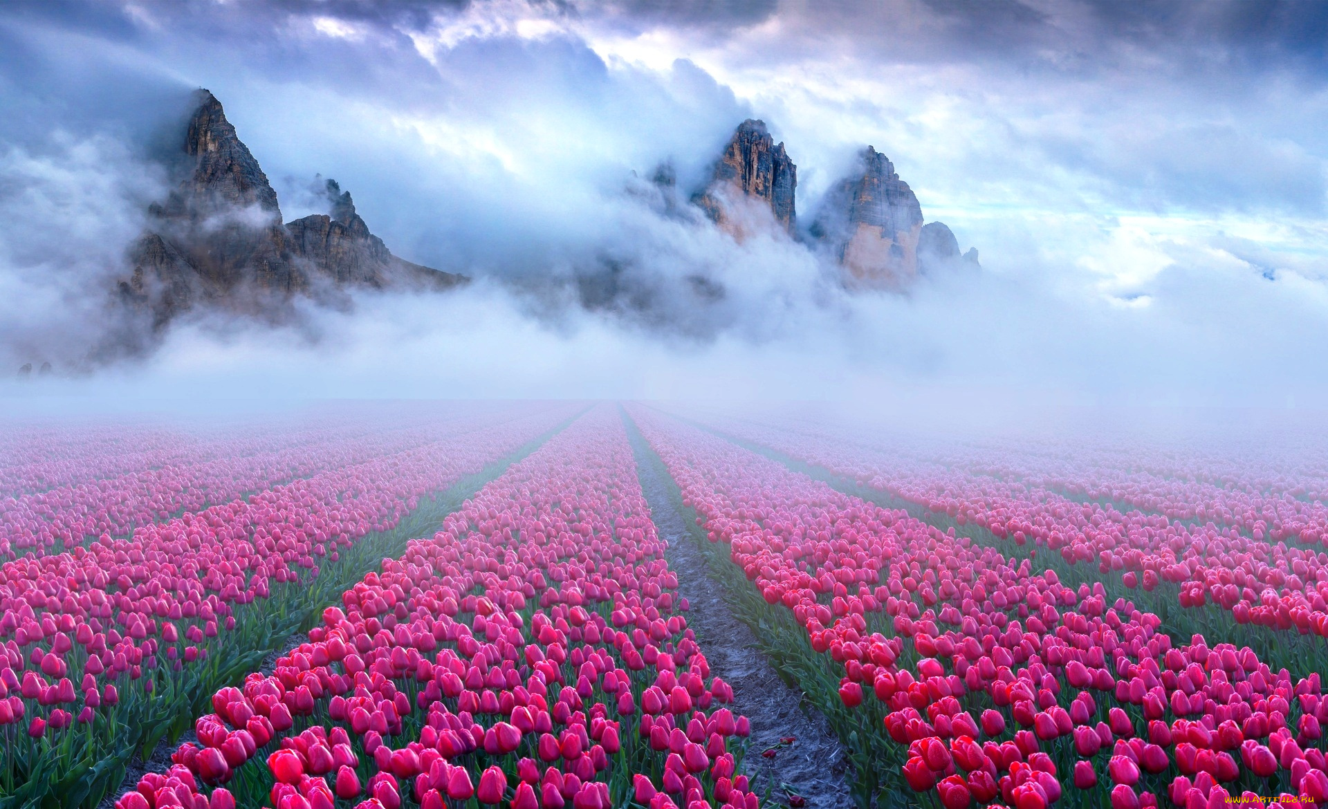 цветы, тюльпаны, горы, скалы, туман, поле, ряды, красные