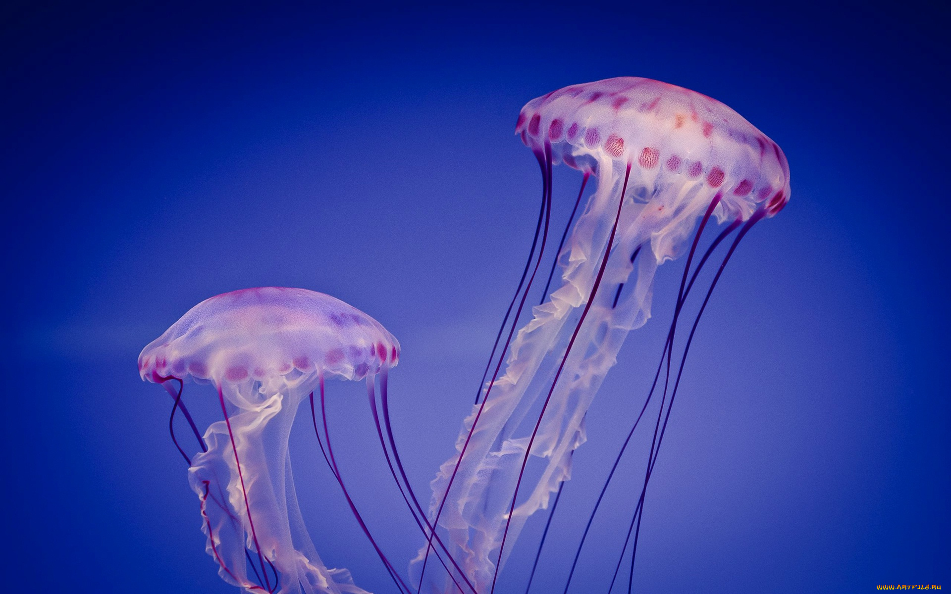 животные, медузы, щупальцы, море, купол, медуза