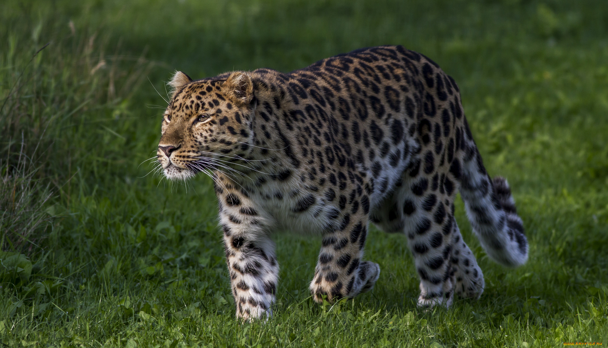 amur, leopard, животные, леопарды, хищник