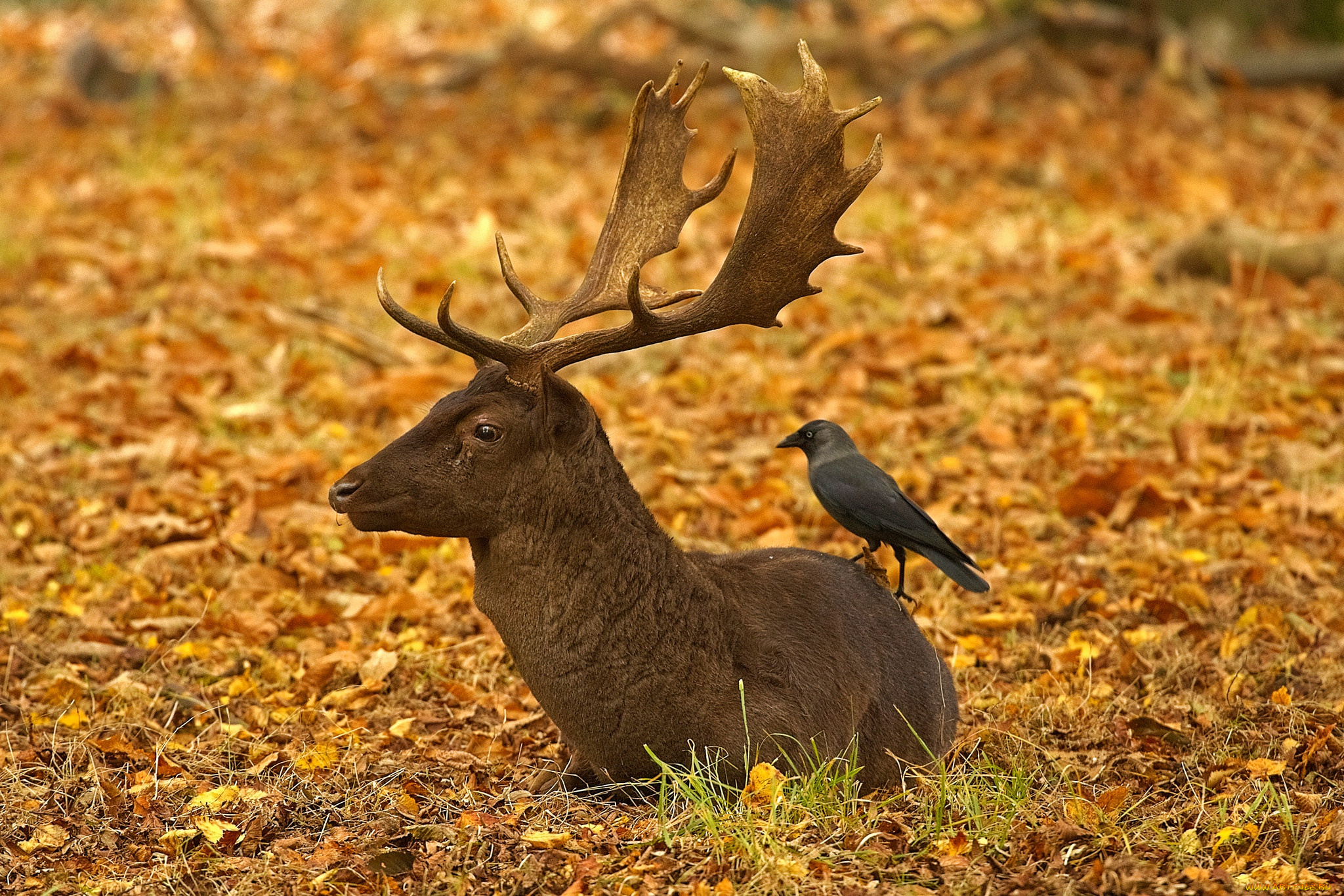 животные, разные, вместе, рога, осень, ричмонд-парк, англия, лондон, олень, листья, птица