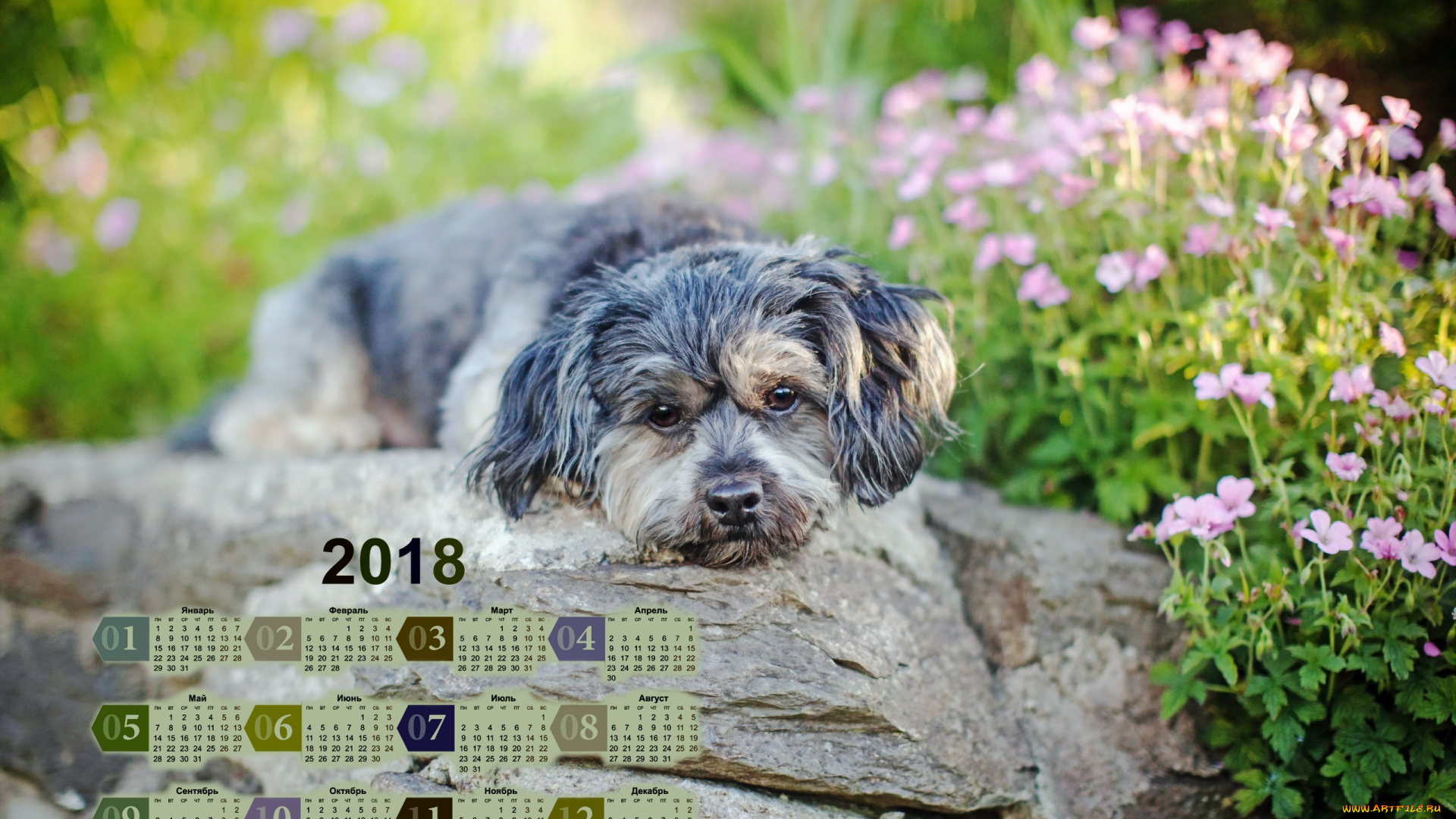 календари, животные, цветы, камень, собака, 2018