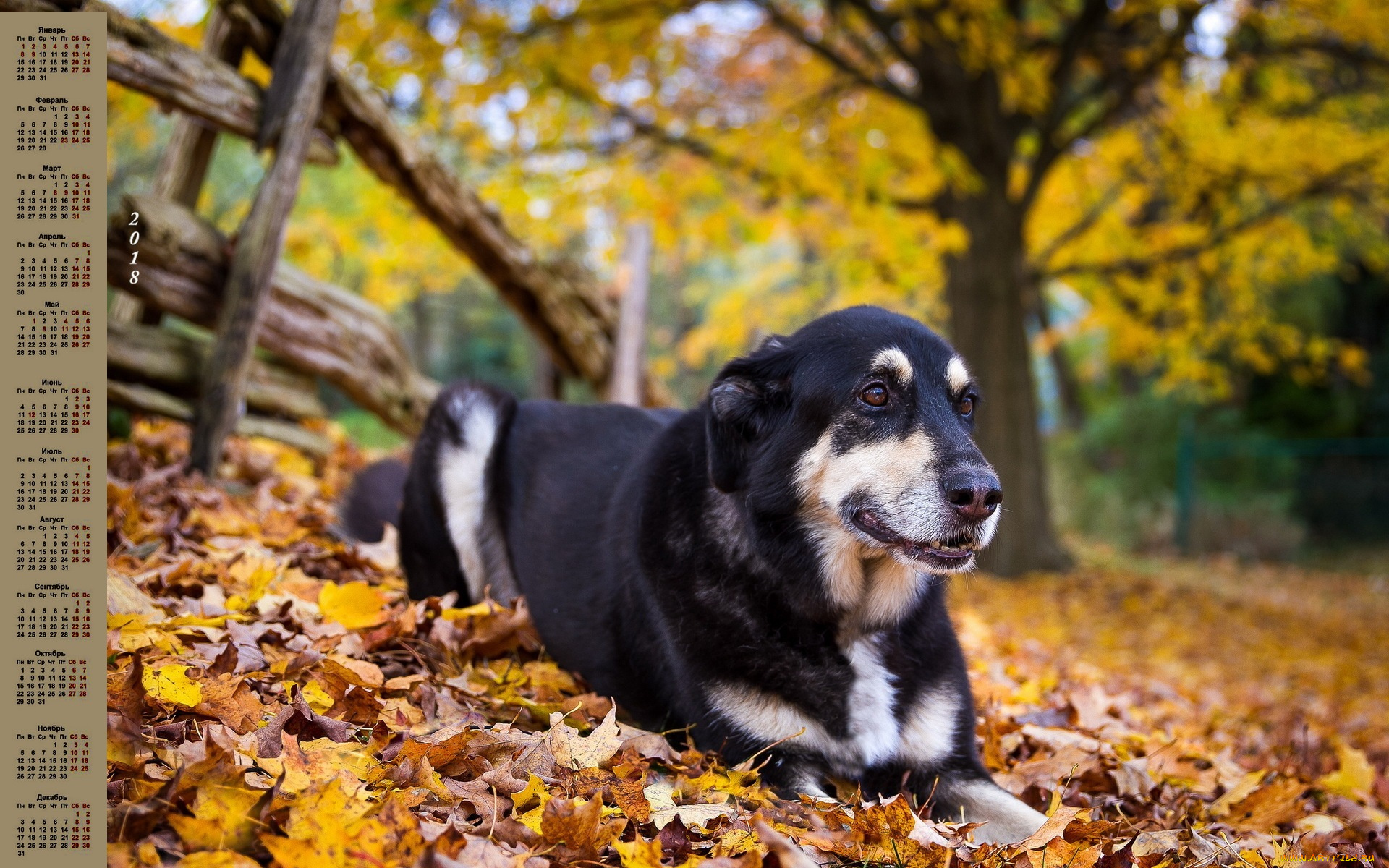 календари, животные, собака, 2018, листва, изгородь, дерево